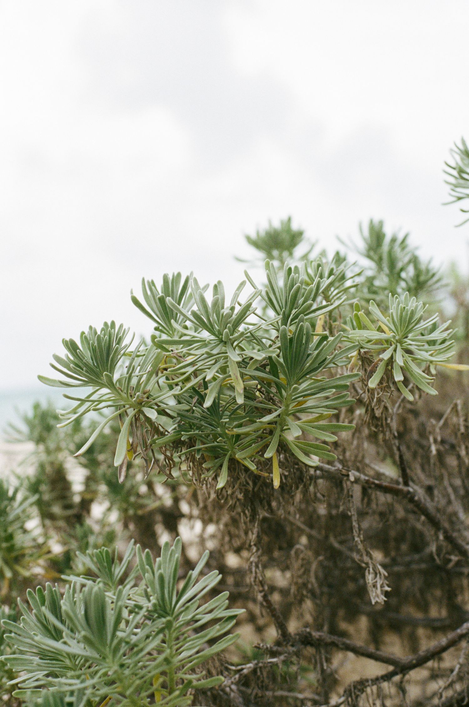 Coastal native green shrubs with star-shaped foliage growing near a sandy beach under overcast skies.