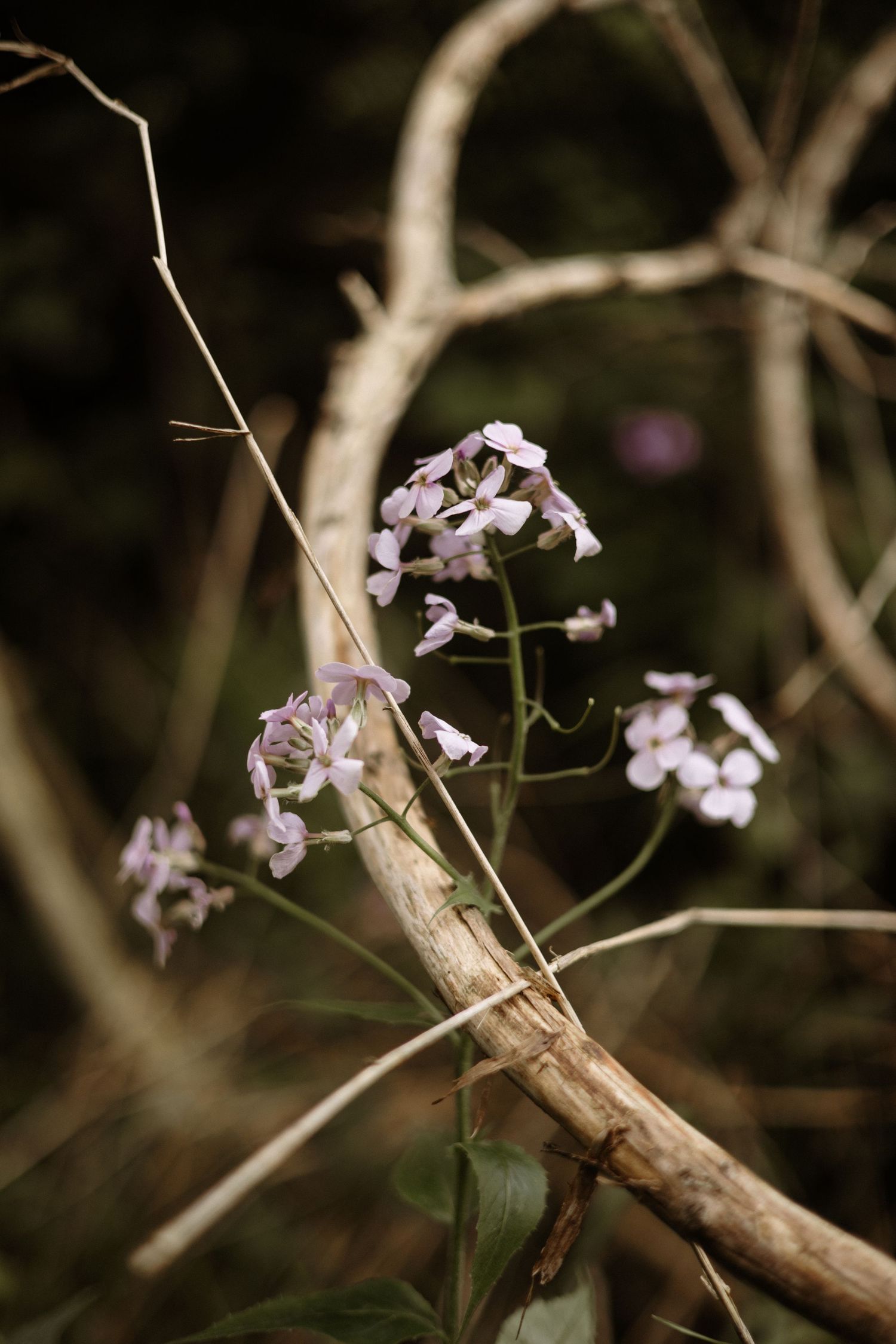 Soft lavender wildflowers rest against bare twisted branches in a moody dark forest setting.