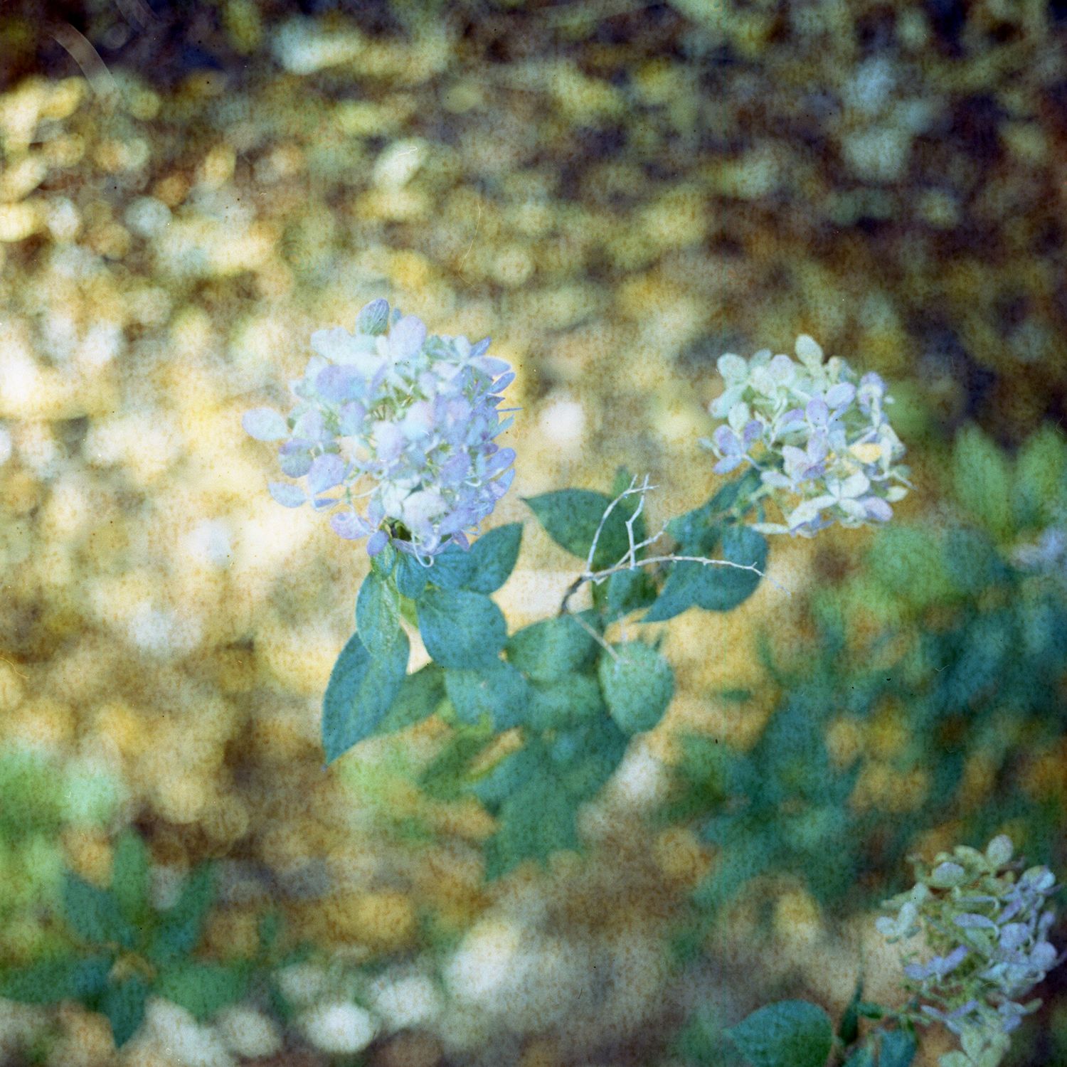 Soft blue hydrangea flowers with green leaves in a dreamy, bokeh garden setting with warm golden tones.