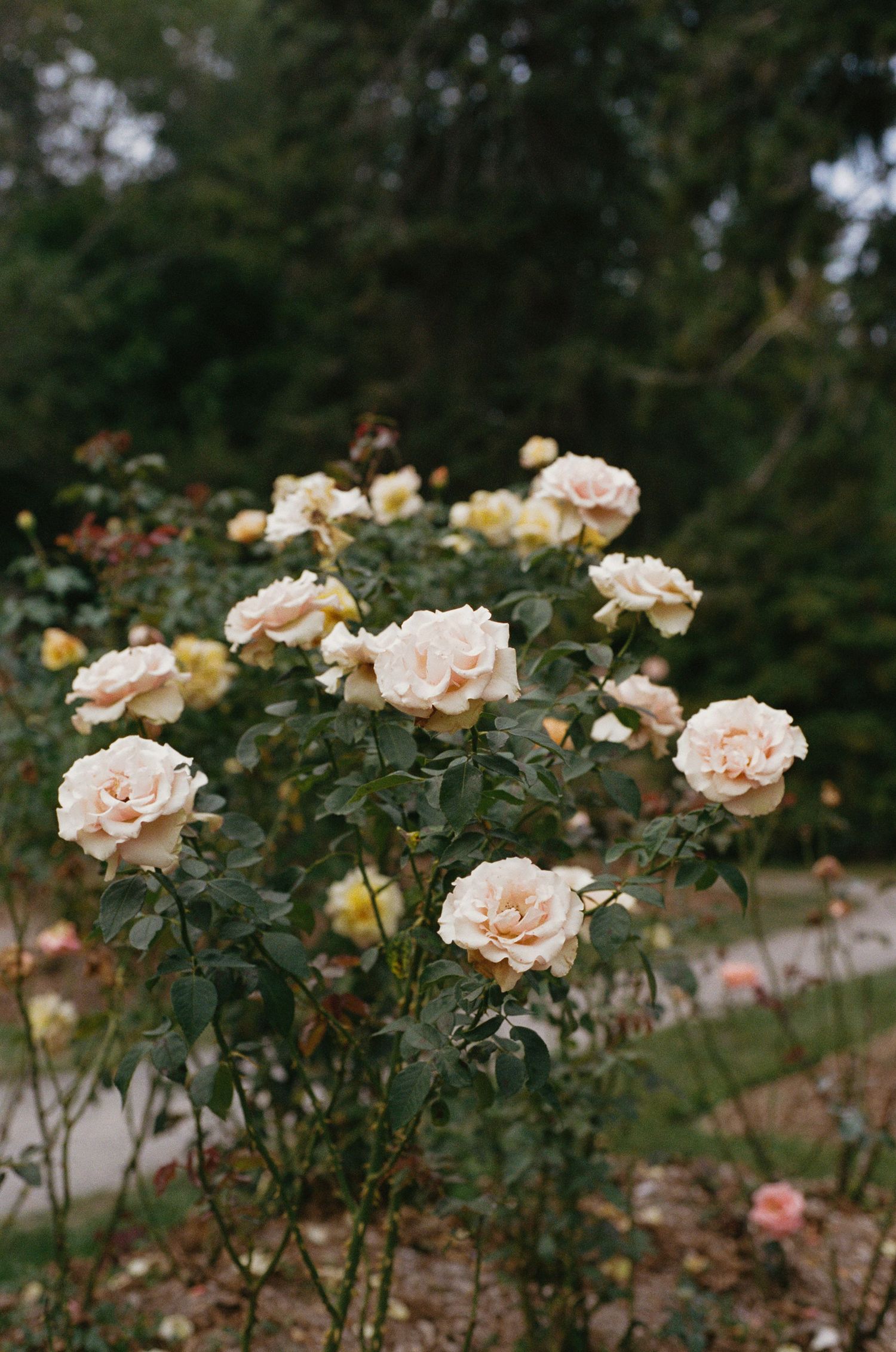 Beautiful bush of creamy peach roses in full bloom in an outdoor garden setting.