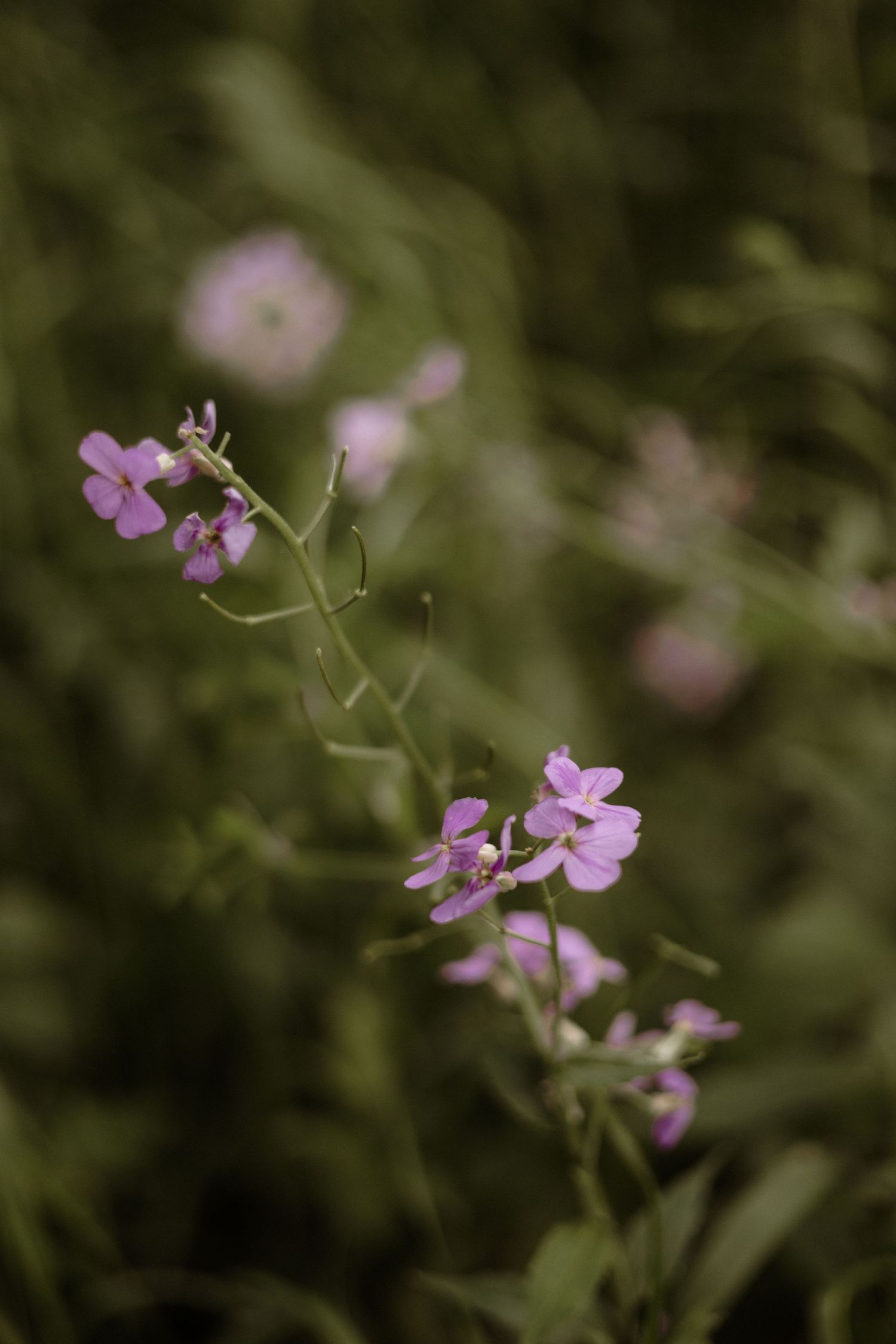 Delicate pink wildflowers bloom on slender stems against a soft dark green bokeh nature background.