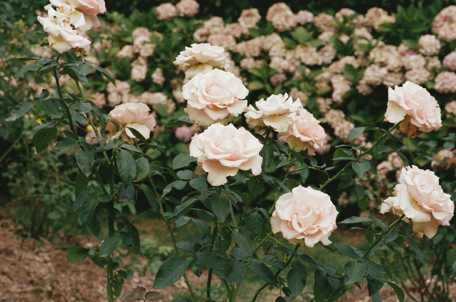 Close-up of blooming cream and pink roses with green foliage in a garden.