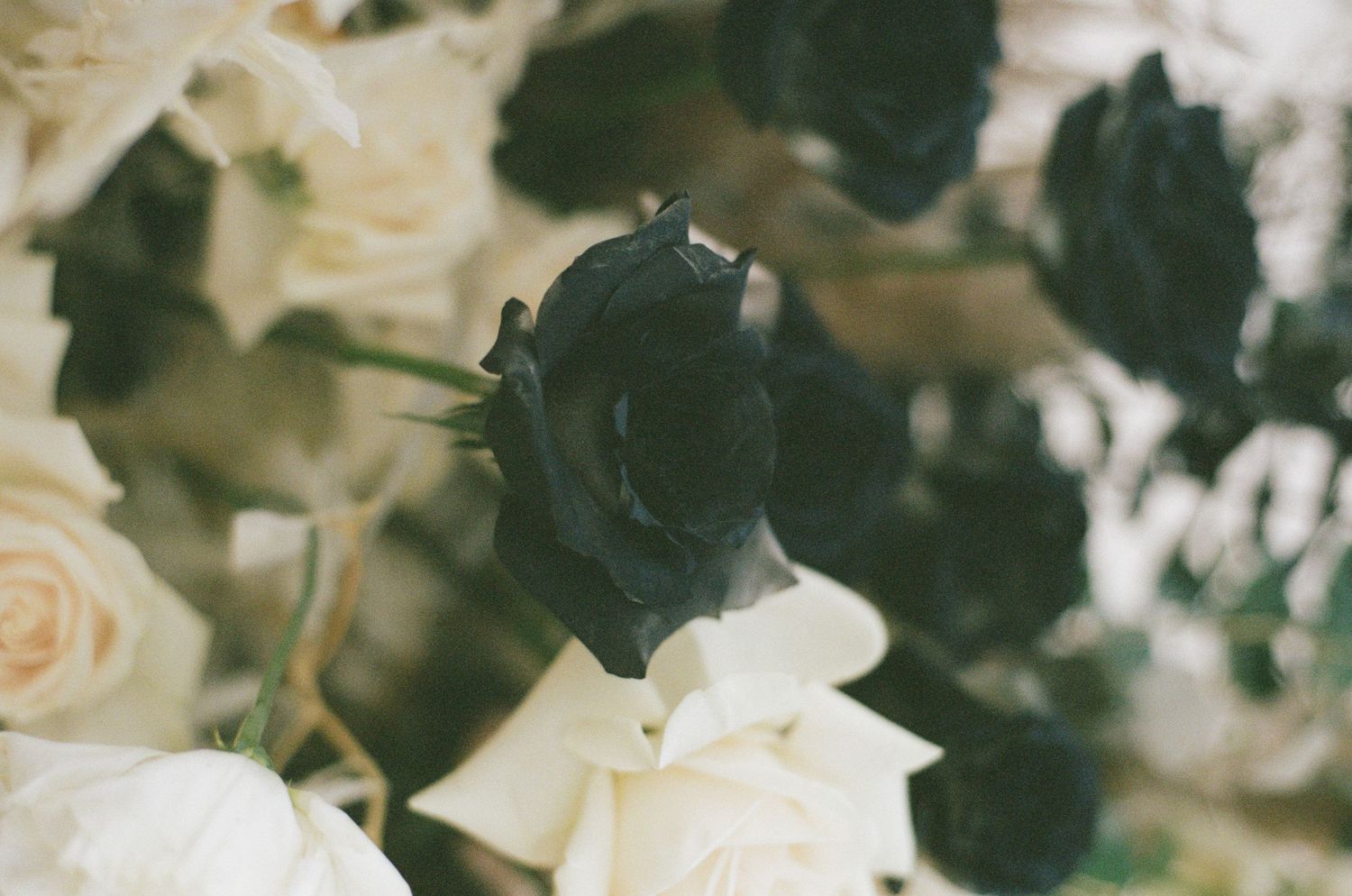 Close-up of dramatic black and white roses in a wedding floral arrangement.