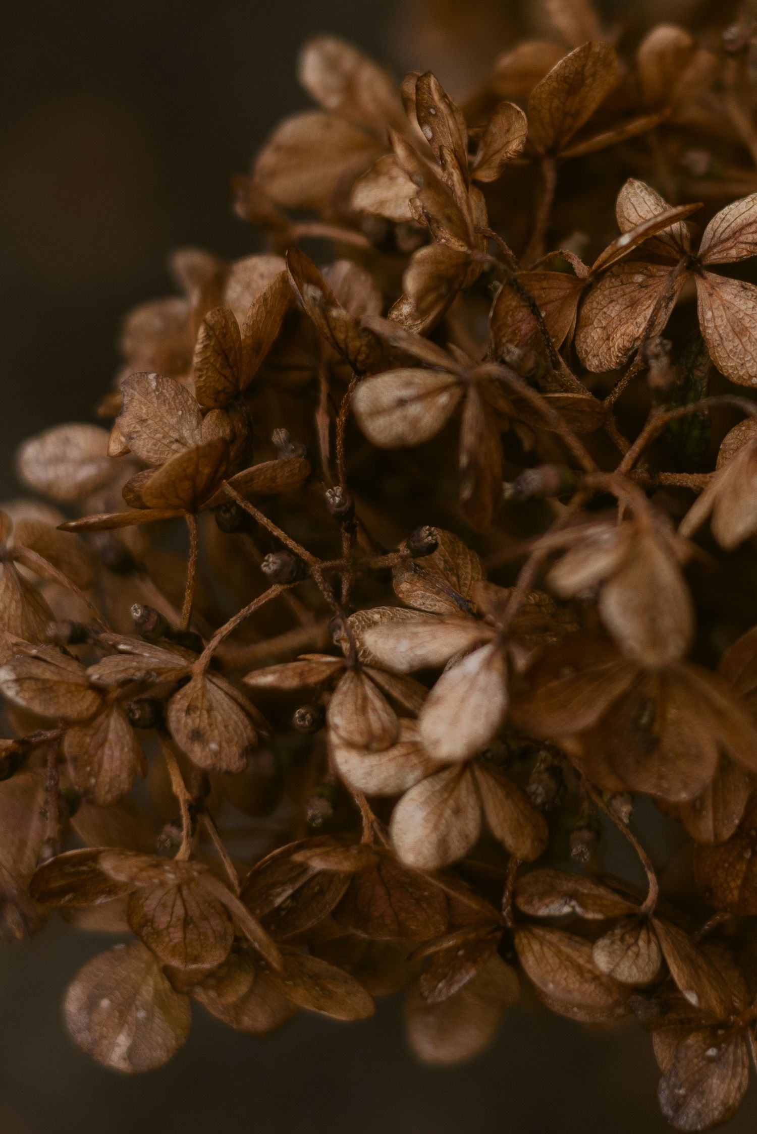 Close-up macro photo of dried brown hydrangea flower clusters with water droplets.