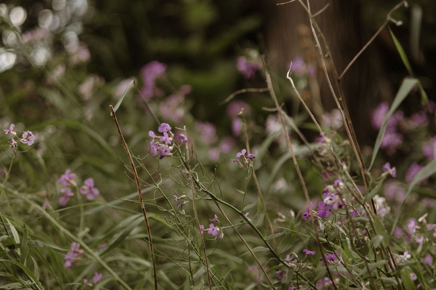 Clusters of small pink-purple wildflowers grow on slender stems beside a large tree trunk in a woodland setting.