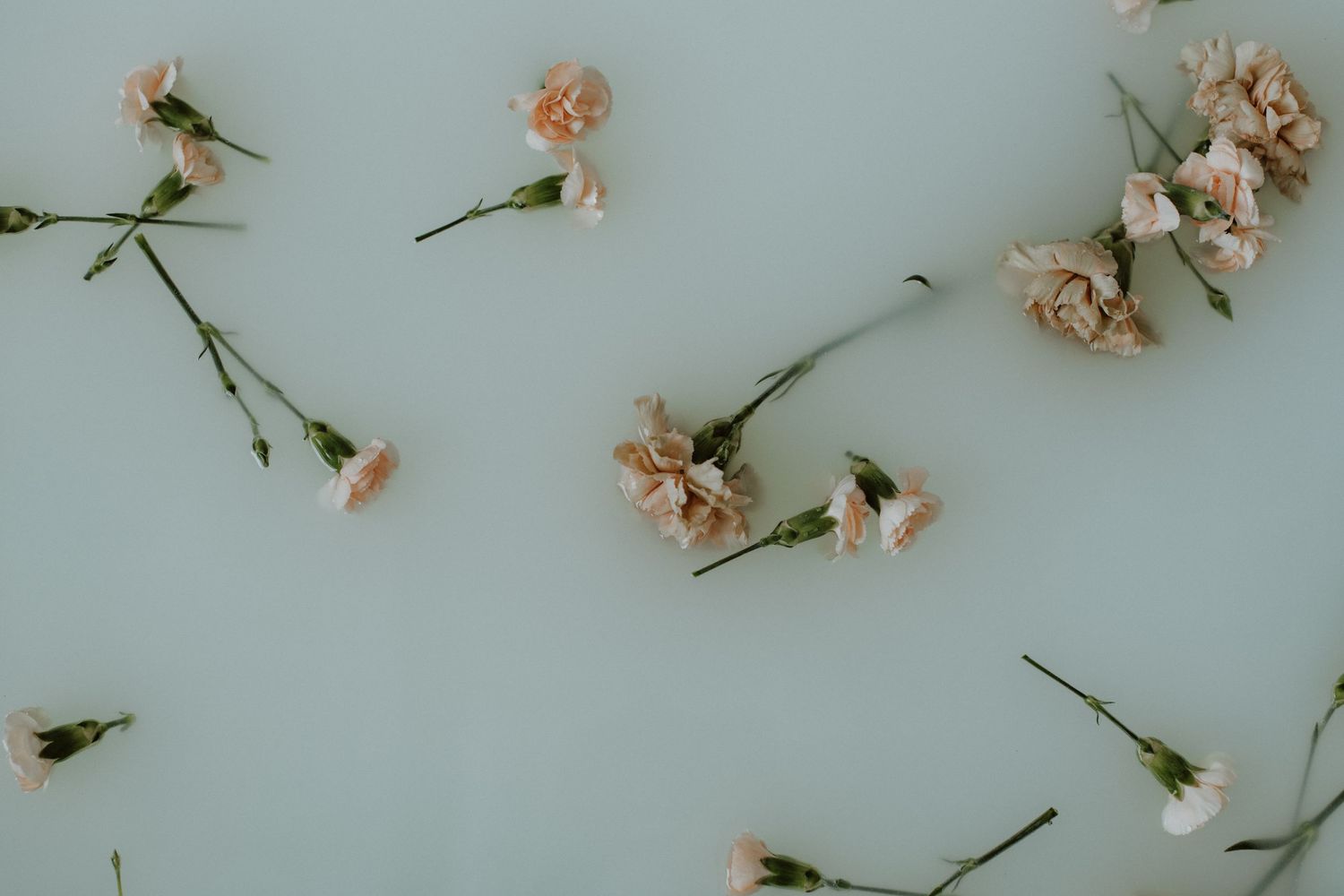 Delicate peach carnations scattered on a soft blue background in a flat lay floral arrangement.