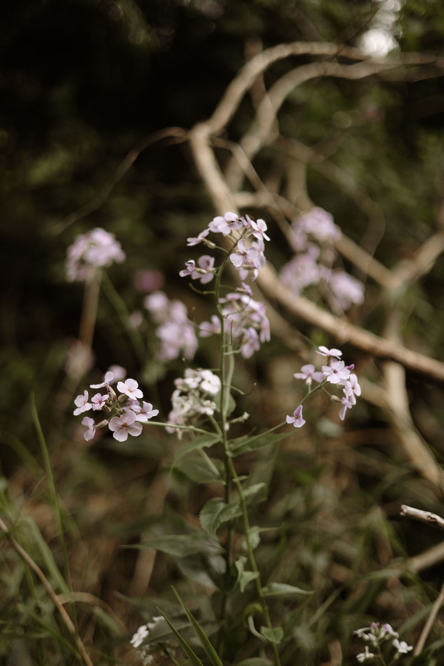 Delicate pale purple wildflowers bloom on tall green stems against a dark woodland background with bare branches.