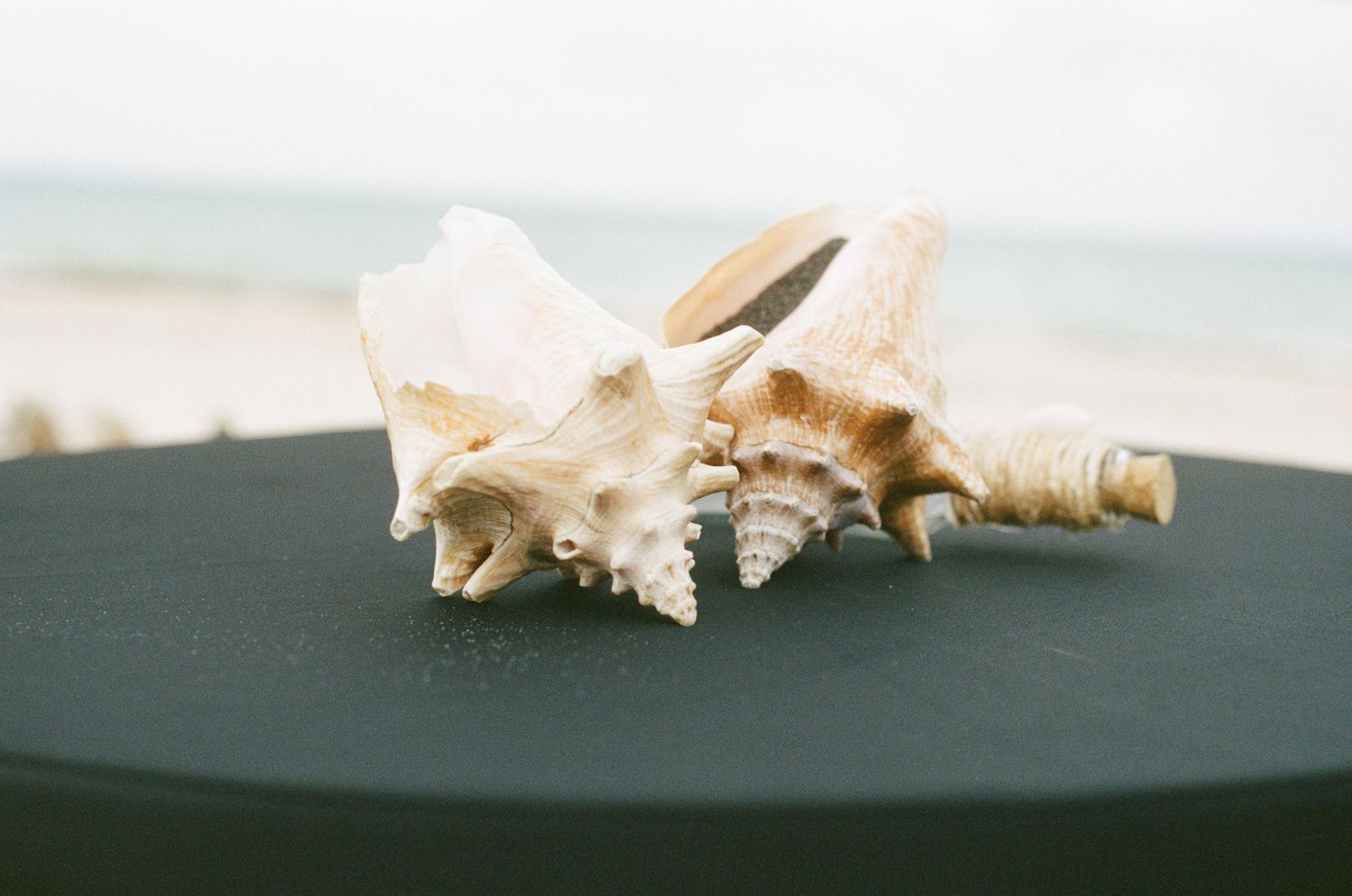 Seashells arranged on a dark table with ocean backdrop at a beach wedding venue.