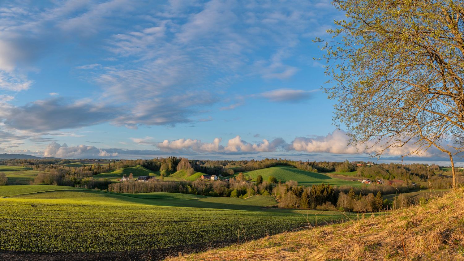 Panoramic view of lush green rolling farmland under a dramatic blue sky with scattered clouds in spring.