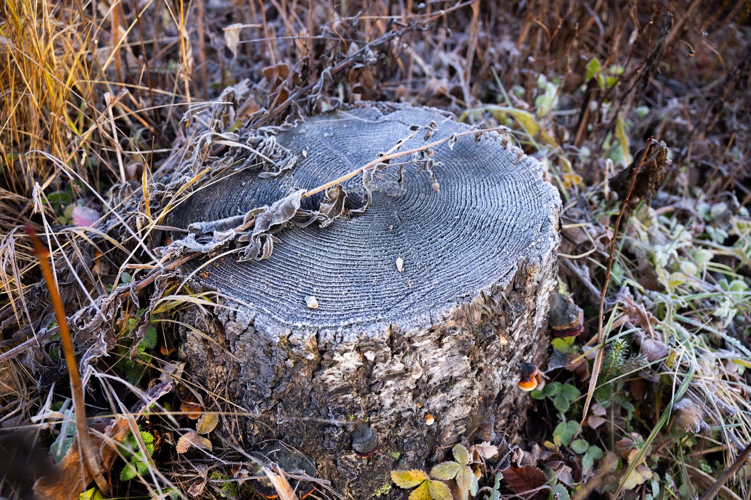 Frost-covered tree stump surrounded by autumn vegetation in a natural outdoor setting.