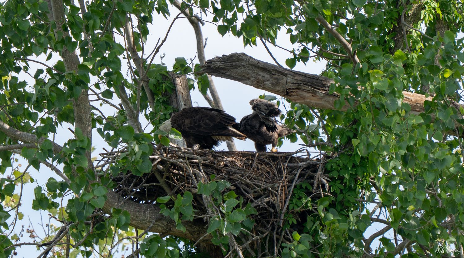 Two bald eagle chicks sit in a large nest built high in a leafy tree in the wild.