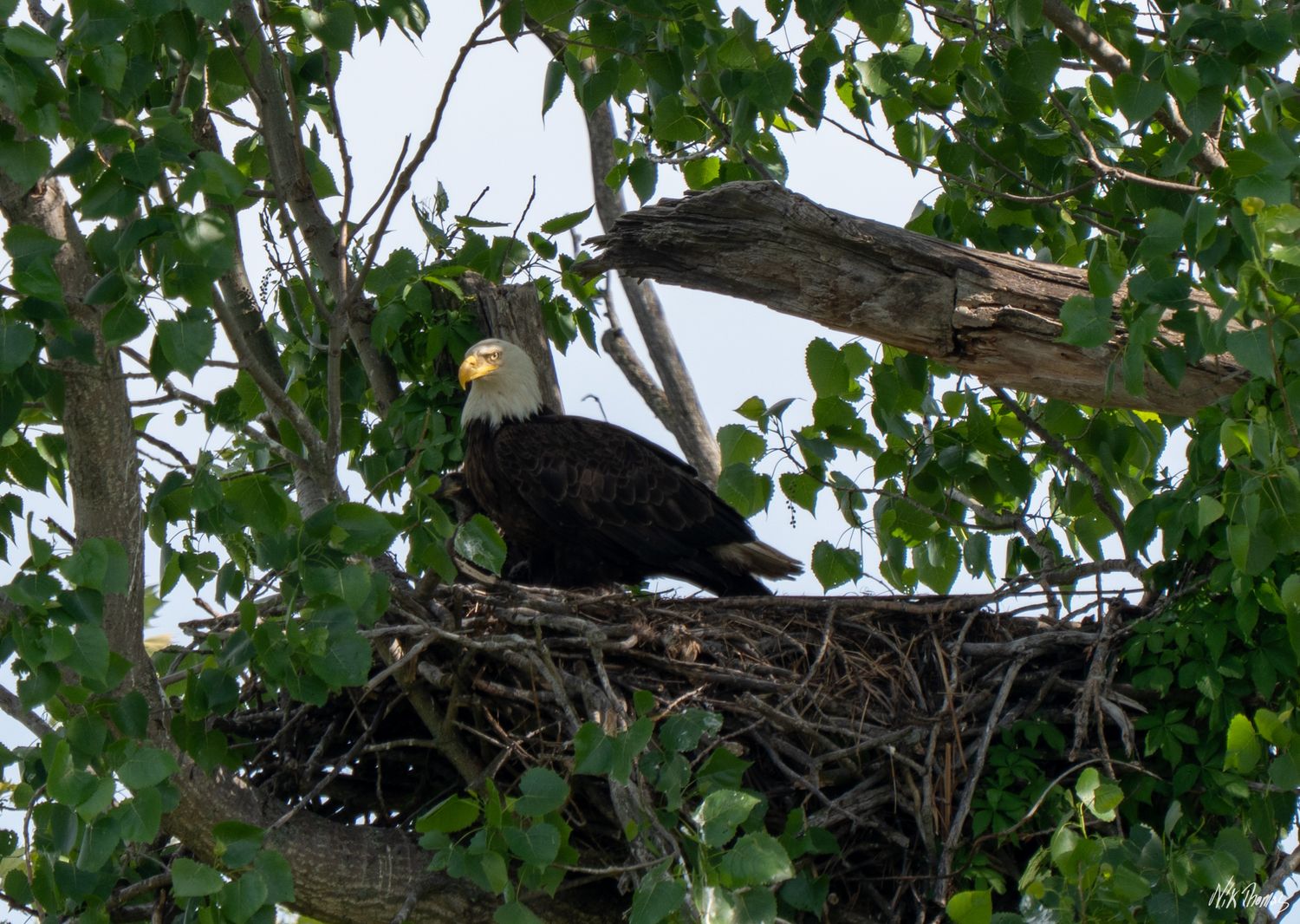 A bald eagle stands guard in its large twig nest surrounded by green leafy tree branches.