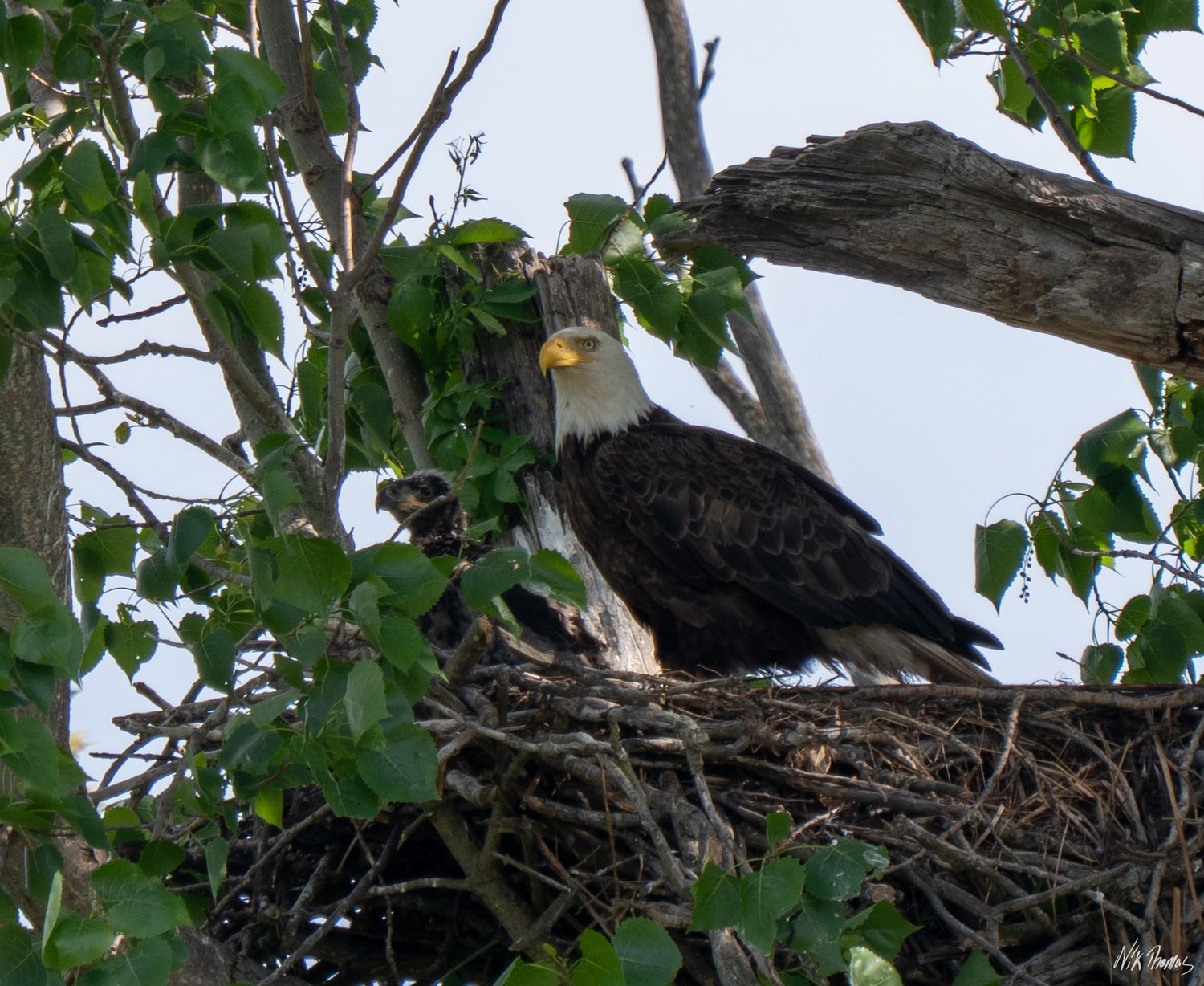 Two bald eagles, an adult and juvenile, share a large stick nest in a leafy tree.