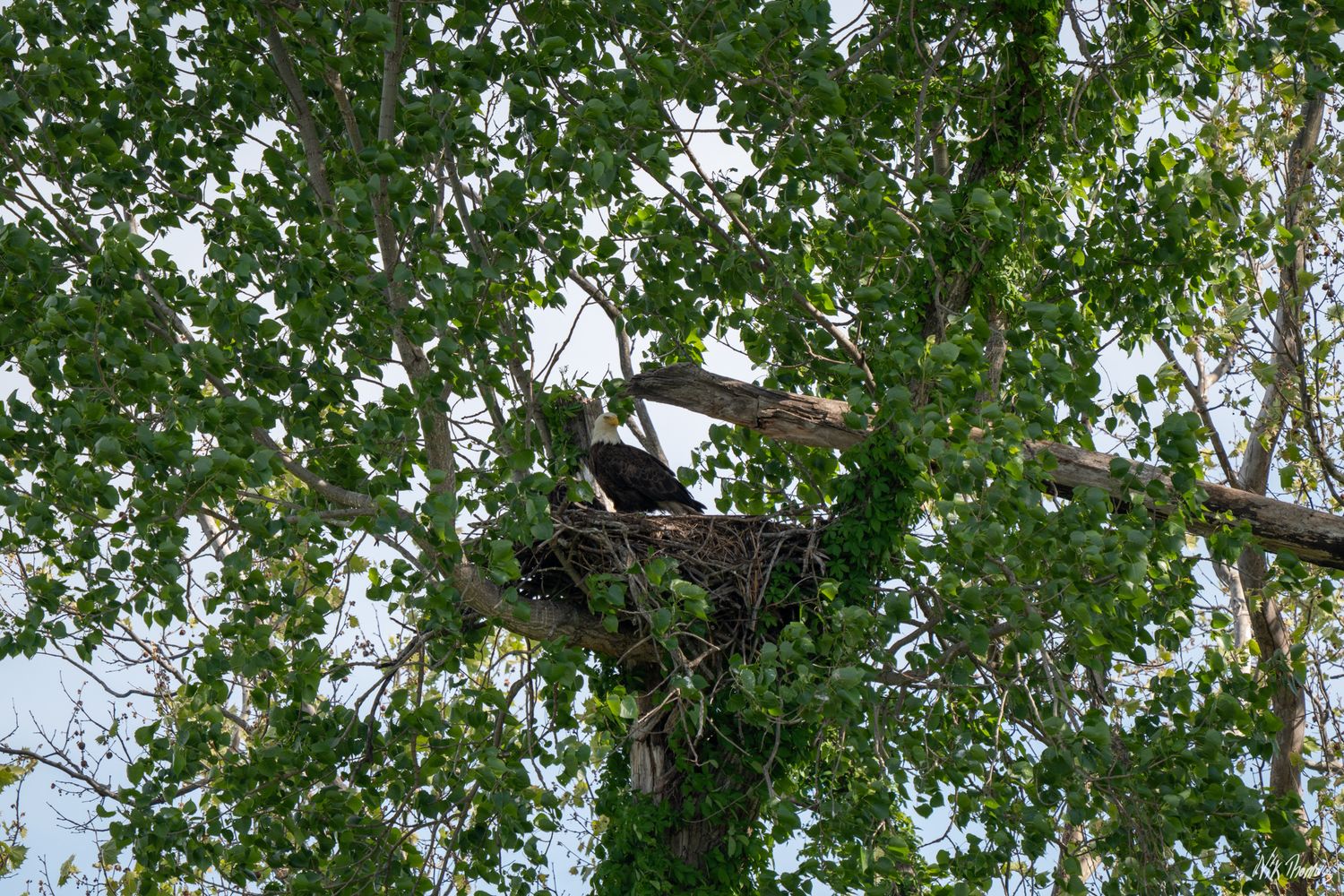 A bald eagle perches in its large nest built high in a leafy green tree.