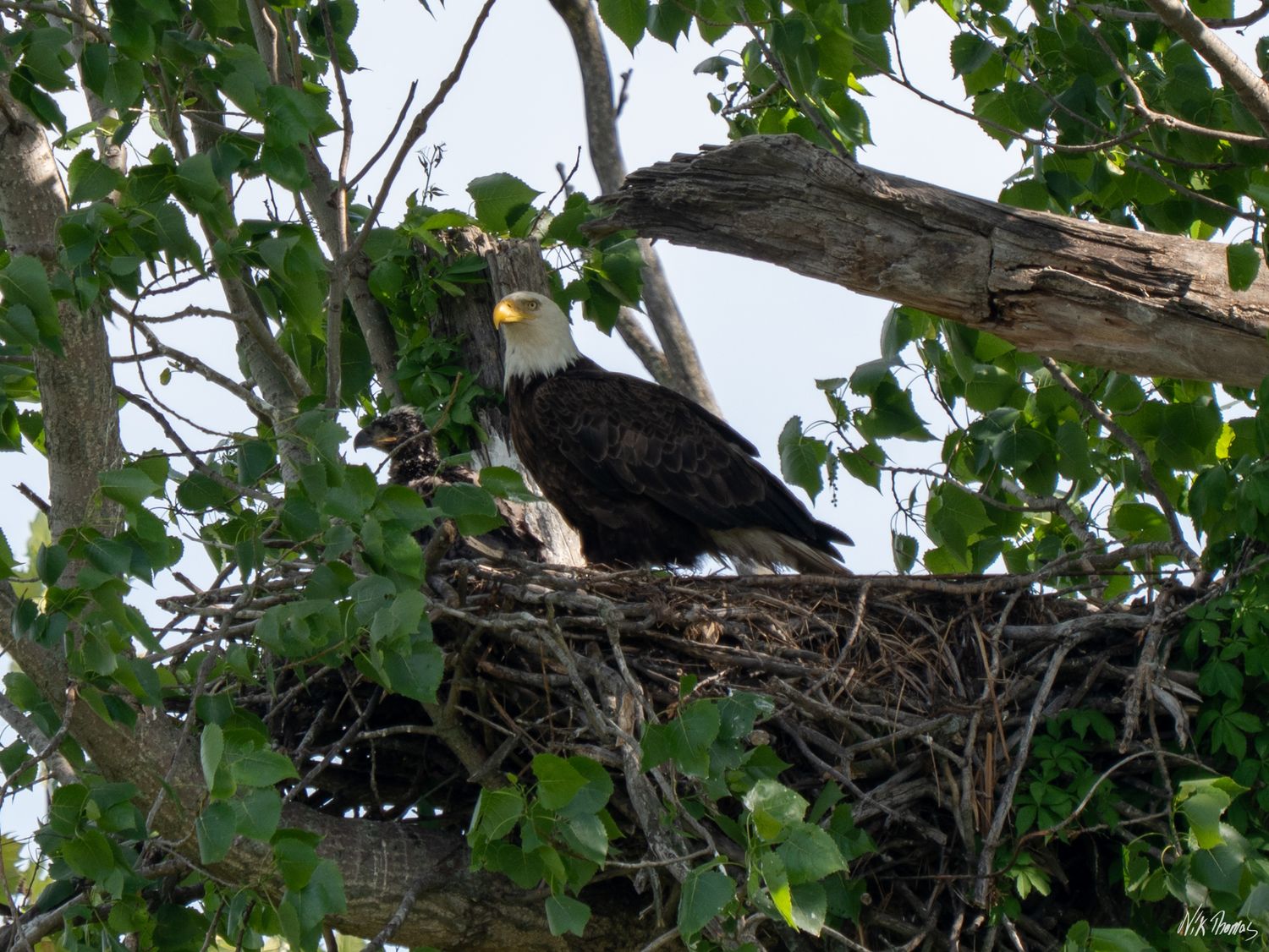 A majestic adult bald eagle stands proudly in its large stick nest surrounded by green leafy tree branches.