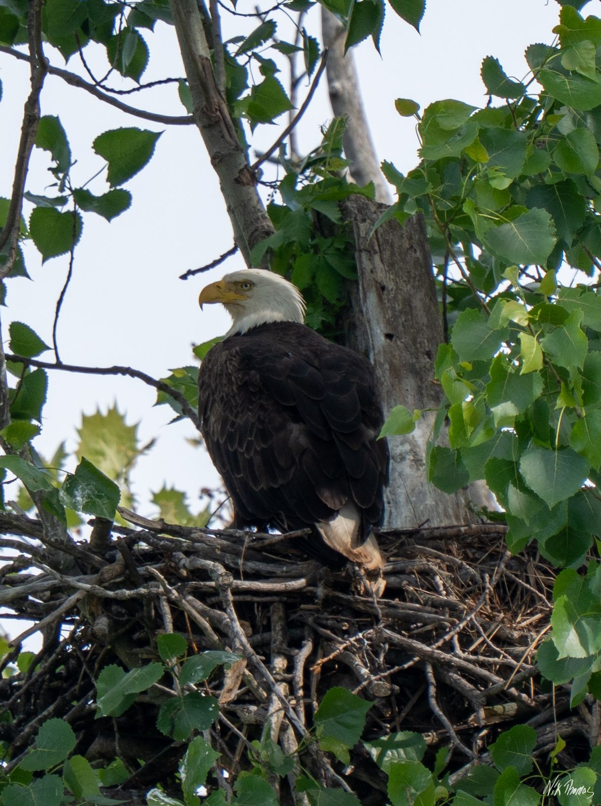 A bald eagle perches alertly in its large stick nest high in a leafy tree.