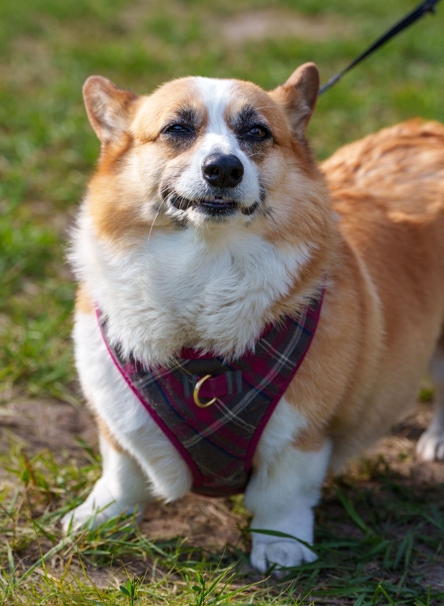 Adorable Corgi dog wearing a plaid harness stands on green grass on a sunny day.
