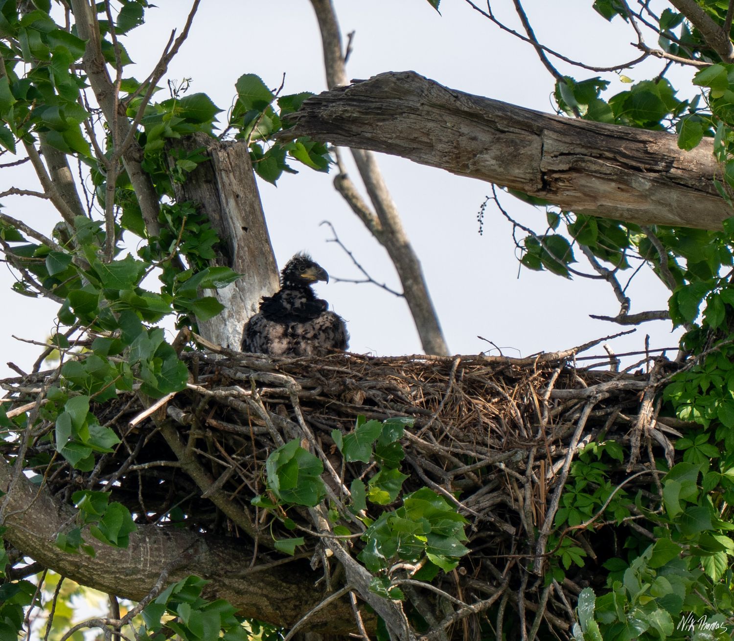 Two baby birds rest in a large stick nest built in the branches of a leafy tree.
