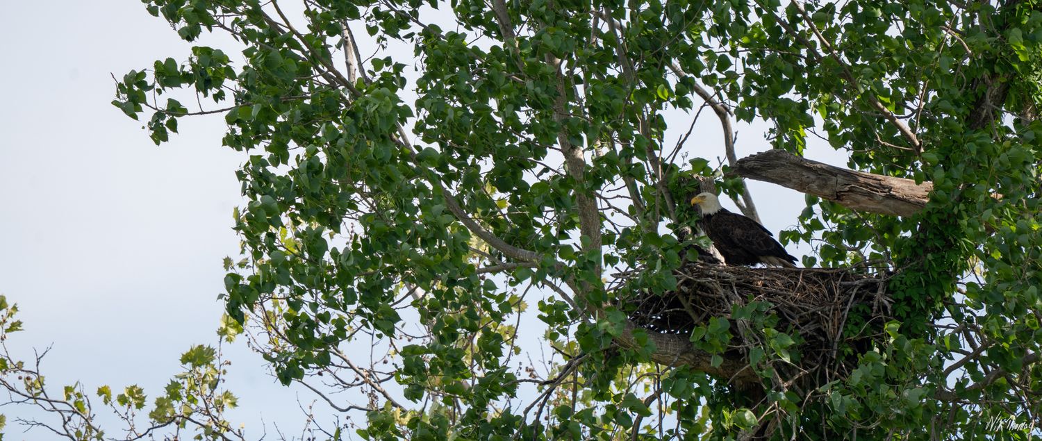 A bird nesting in a large tree with lush green leaves against a pale sky.