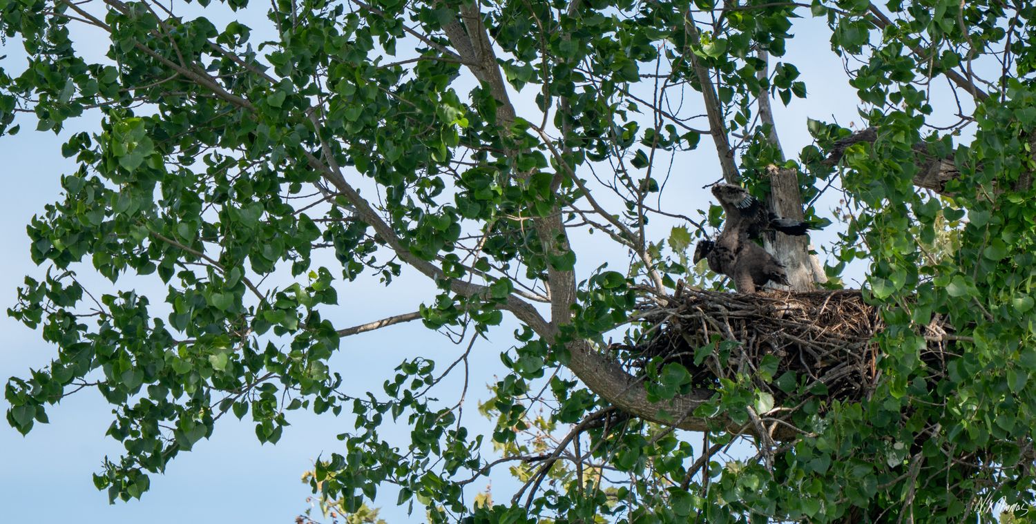Hawks nesting in a large tree with green leaves against a clear blue sky.