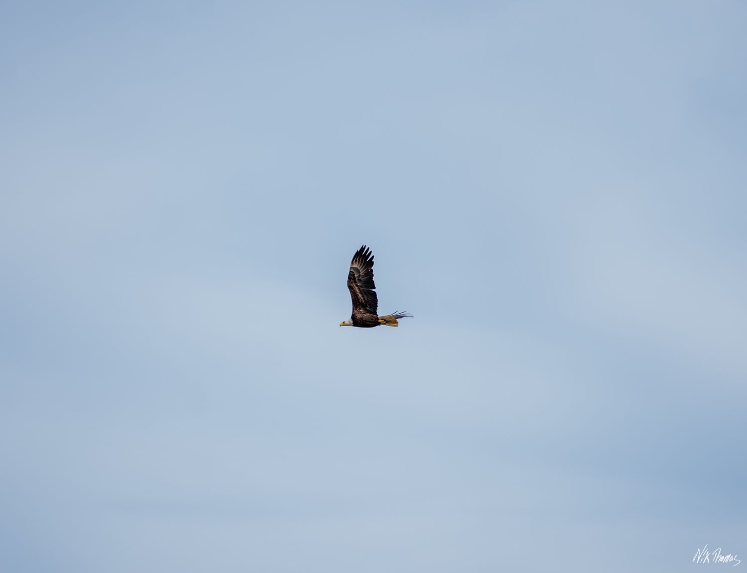 Bald eagle soaring gracefully through a pale blue sky with wings fully spread in flight.