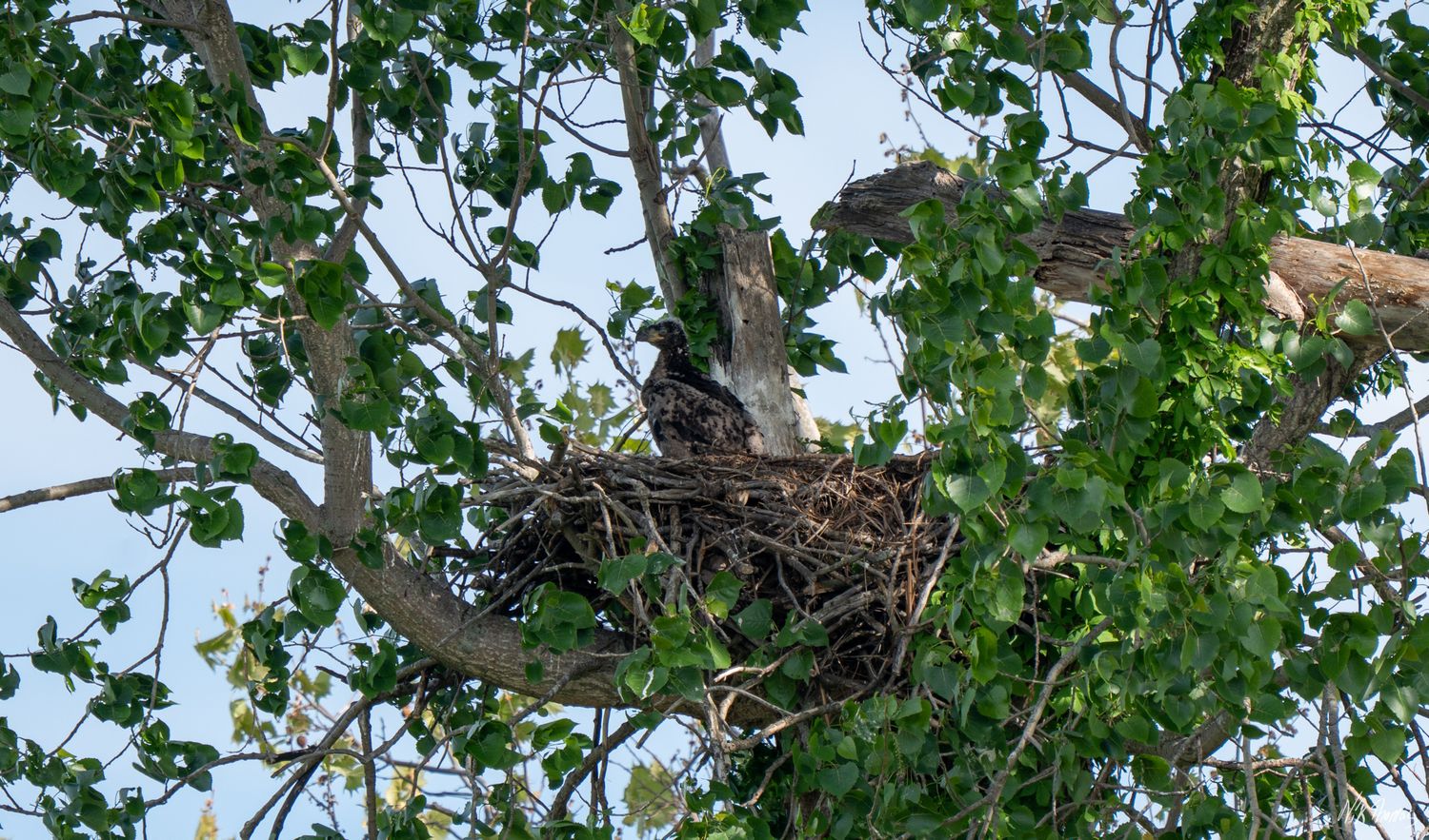 A large bird nest resting in the branches of a leafy tree against a pale blue sky.