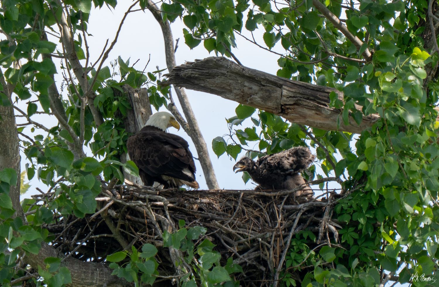 Two juvenile bald eagles perched in a large nest high in a leafy tree in the wild.