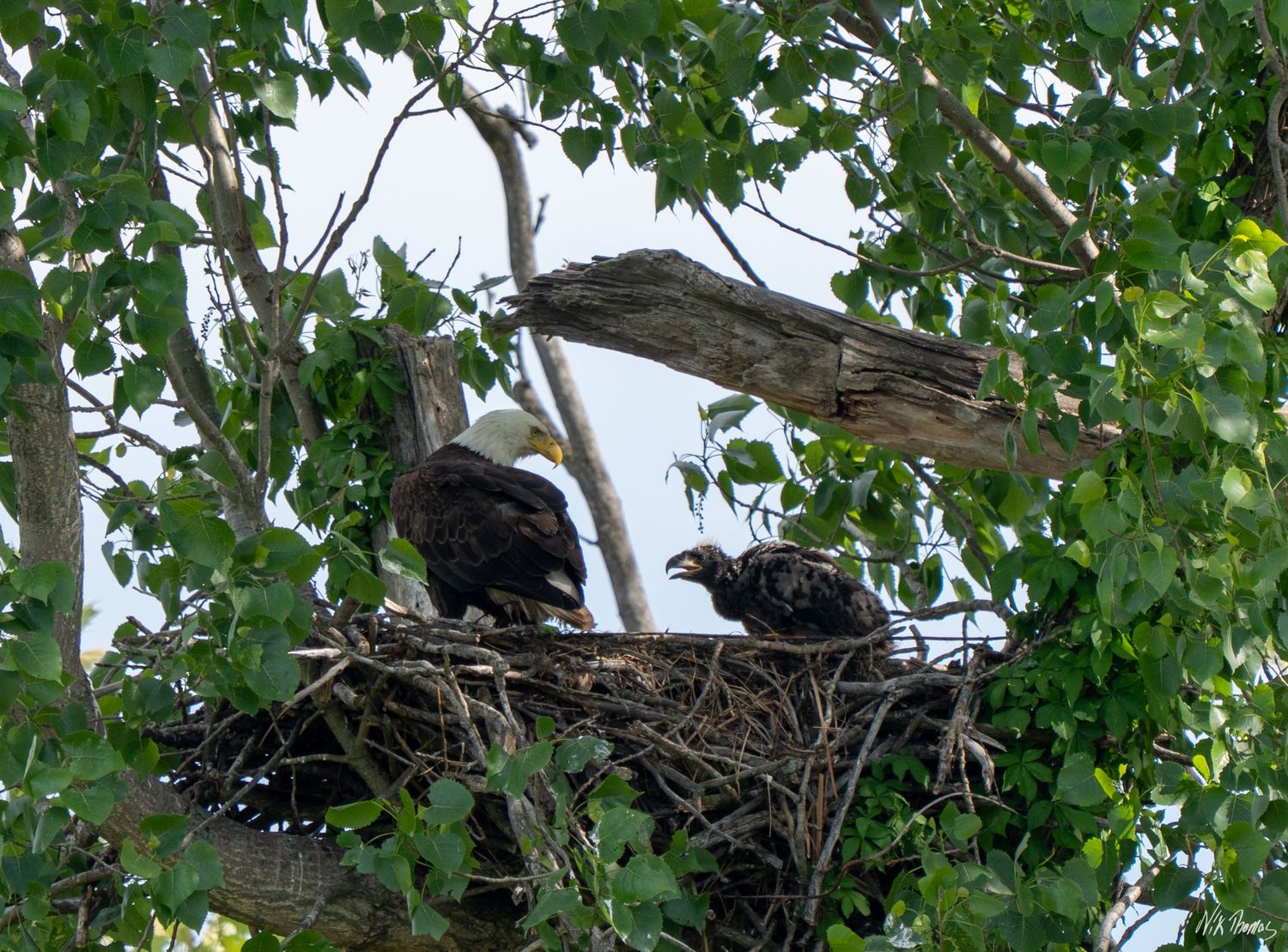 An adult bald eagle perches in a treetop nest alongside a juvenile eaglet among green leafy branches.
