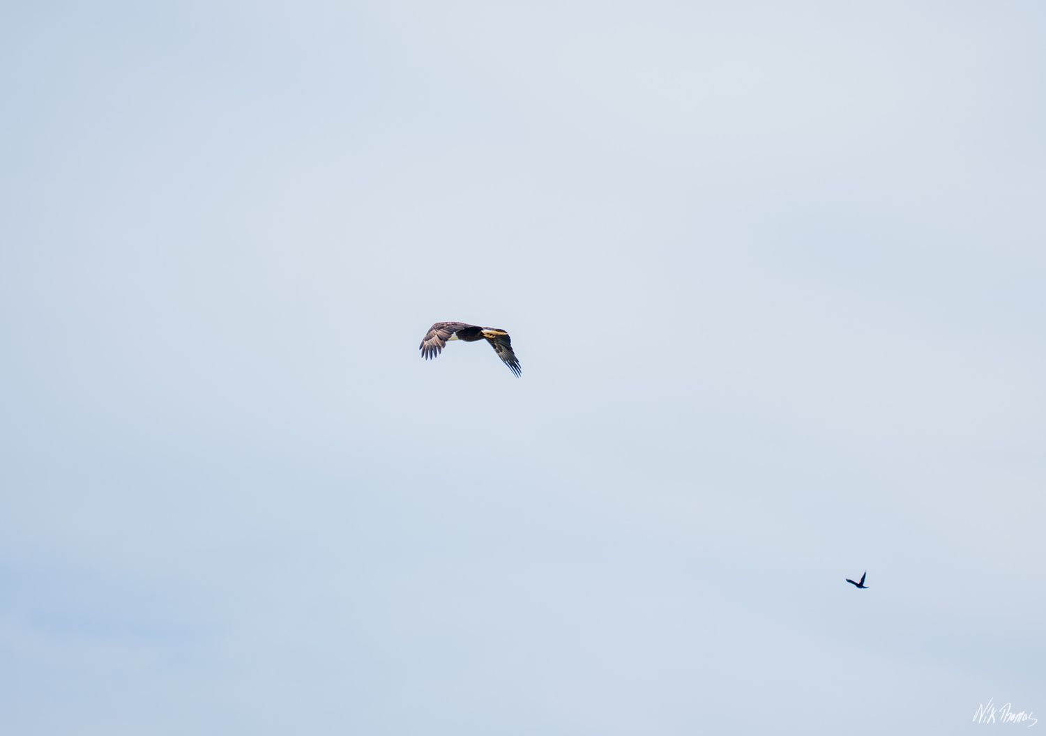 Two birds soaring in a pale blue sky, one large raptor with spread wings and a smaller bird in the distance.