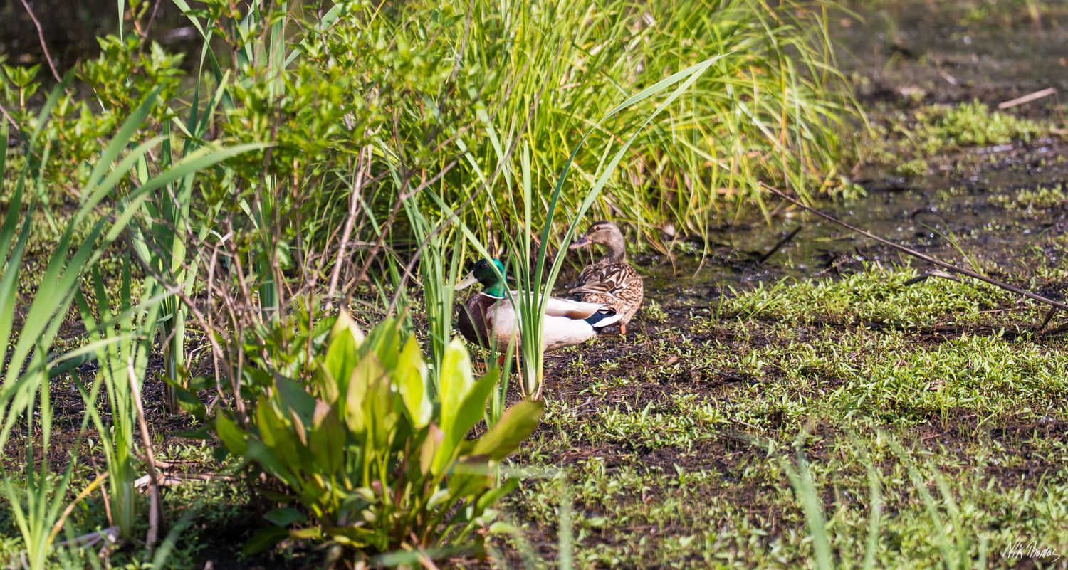 A mallard duck rests among vibrant green marsh vegetation and aquatic plants in a natural wetland habitat.