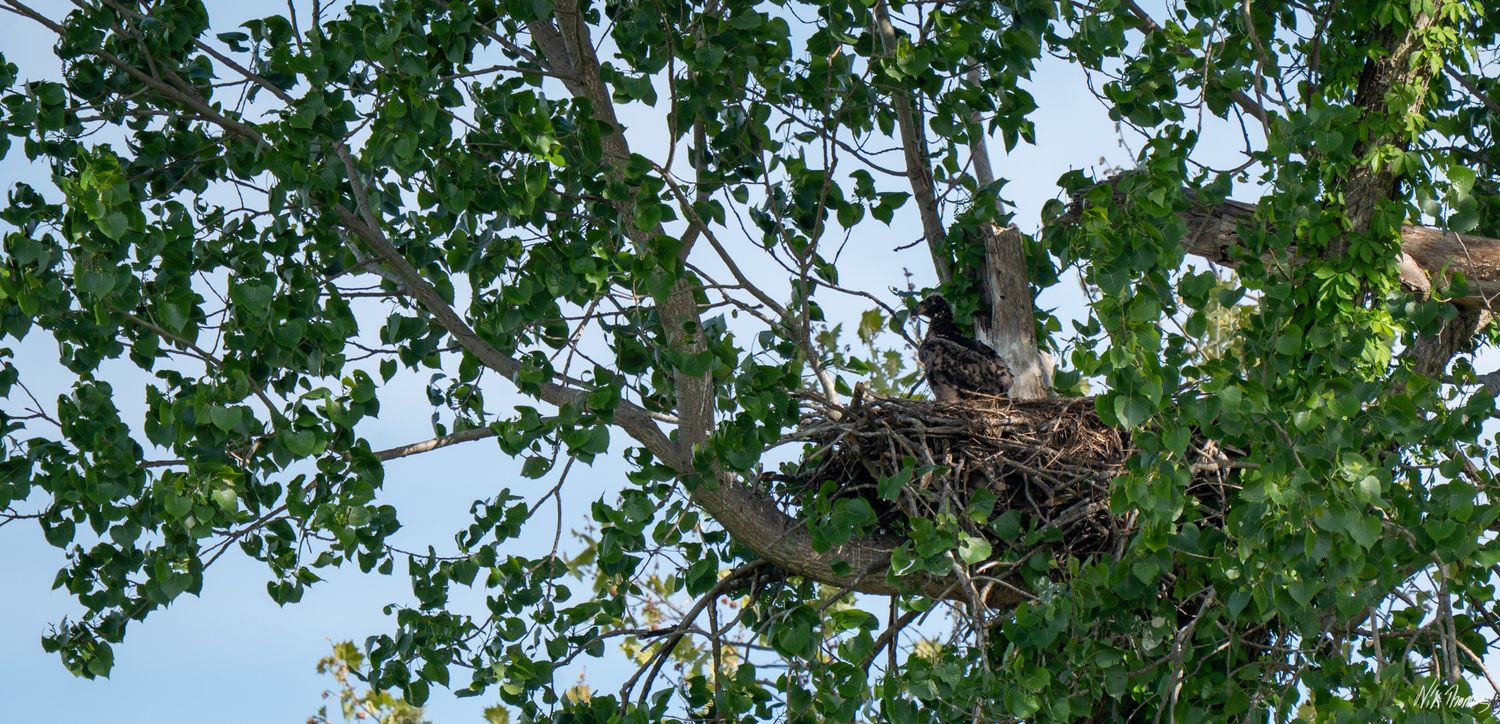 Bird nest nestled among lush green tree branches against a blue sky, with a bird visible inside the natural habitat.