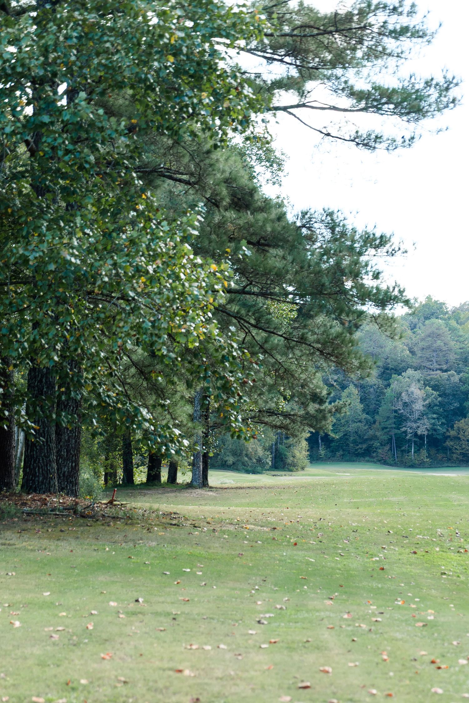 Lush green golf course fairway bordered by tall pine and deciduous trees on a calm, overcast day.