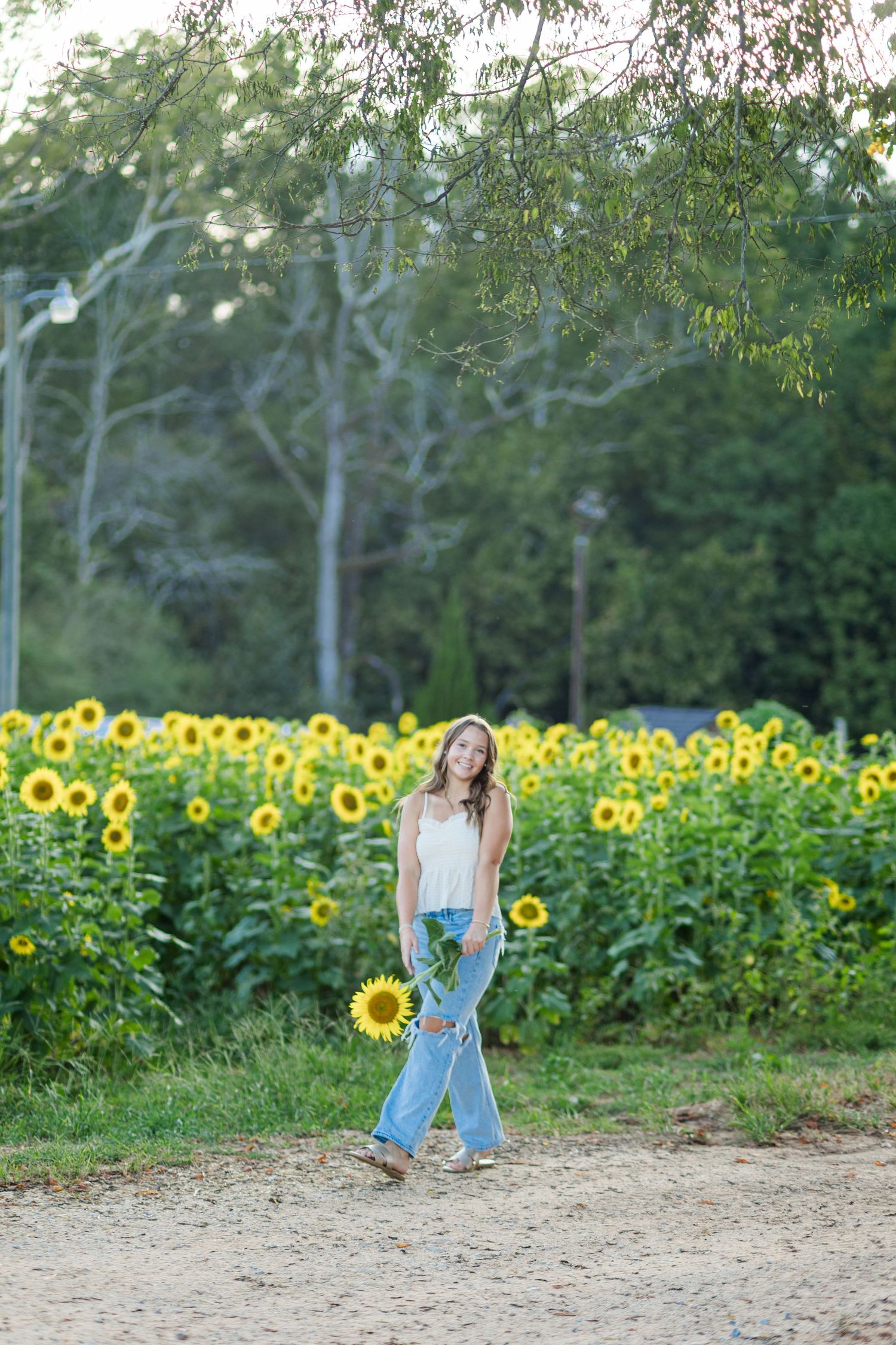 Young woman in white tank and ripped jeans walking along a dirt path beside a vibrant sunflower field.
