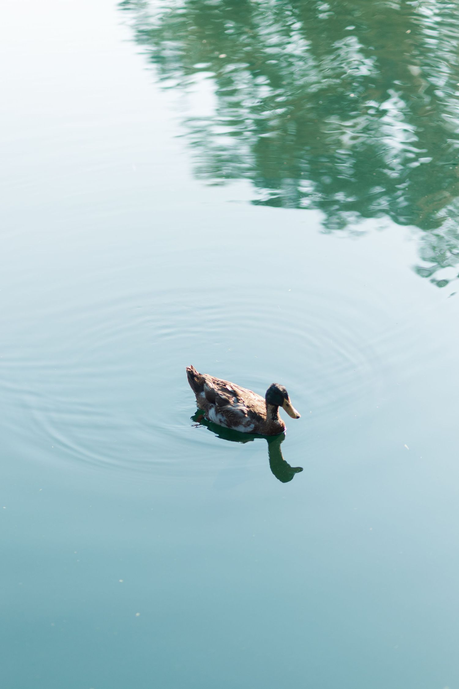 A mallard duck swimming on a calm, reflective pond with ripples spreading across the tranquil blue-green water.