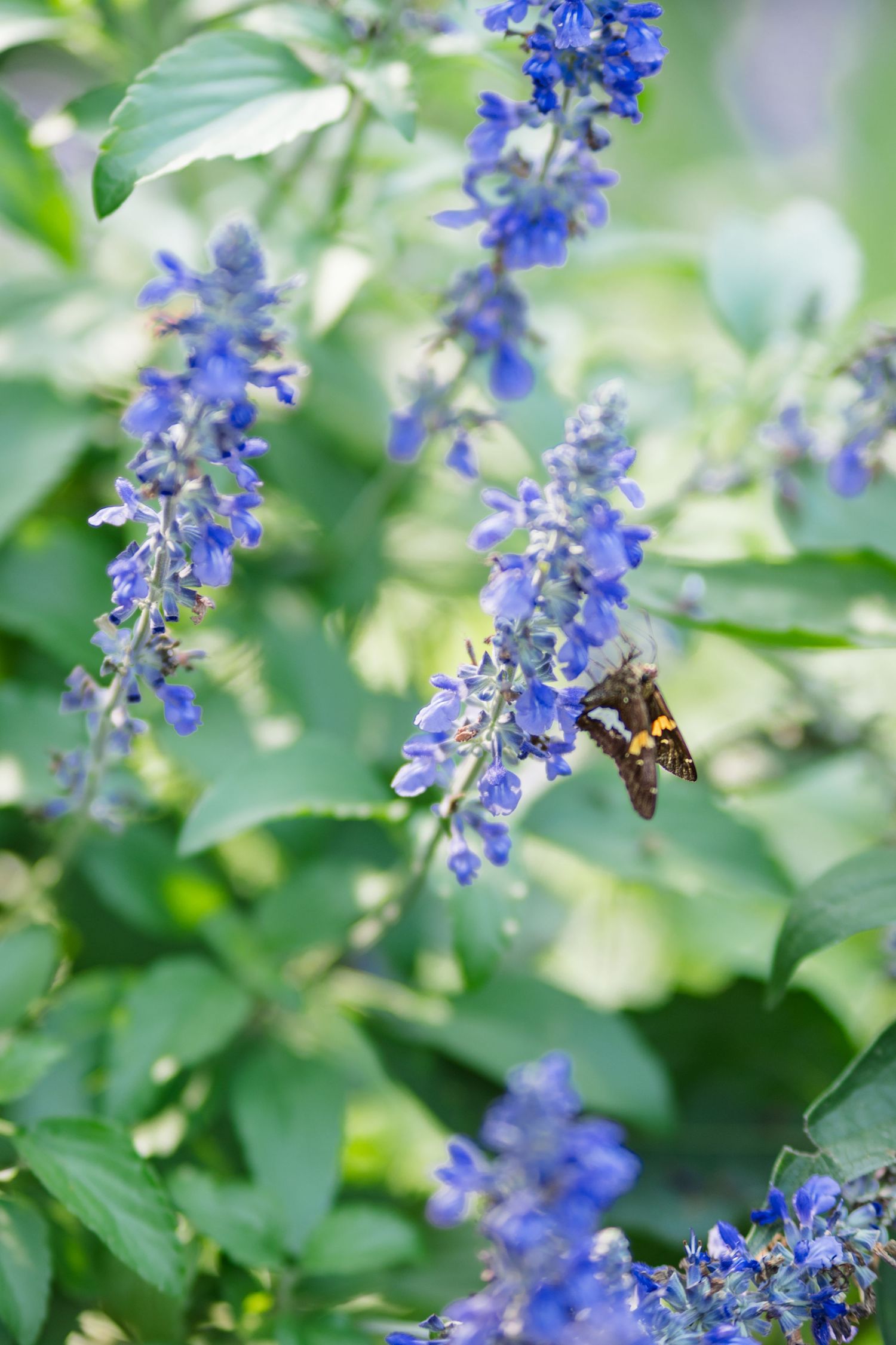 A butterfly perches on vibrant purple salvia flowers surrounded by lush green foliage in a garden.