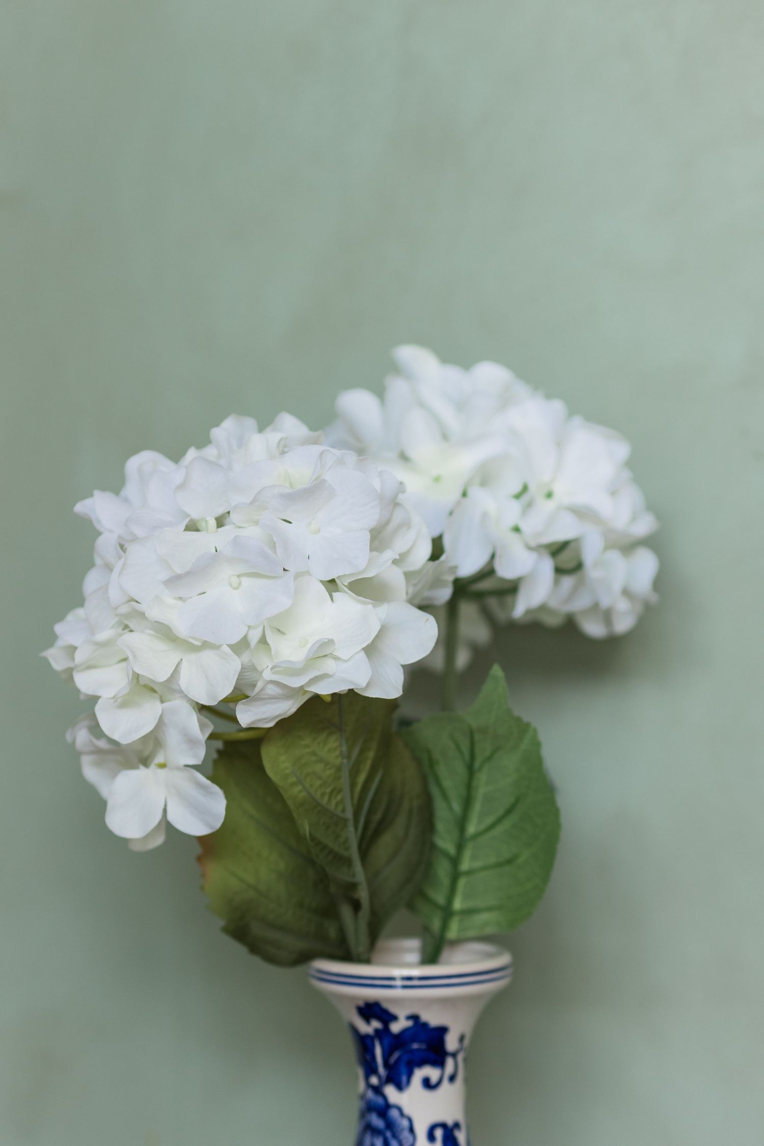White hydrangea blooms in a blue and white ceramic vase against a soft sage green wall.