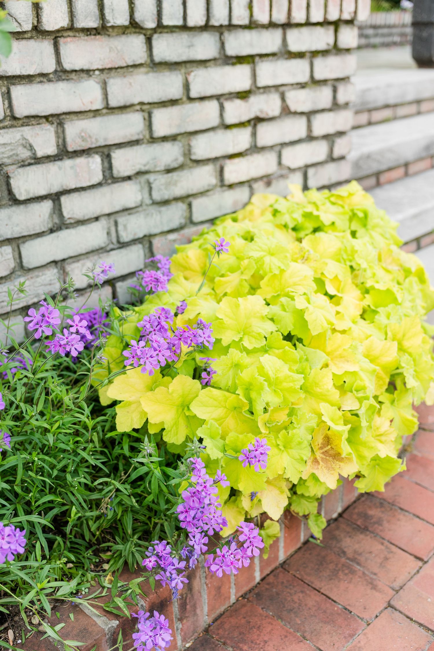 Bright chartreuse heuchera plant with purple verbena flowers in a brick garden border against a white brick wall.