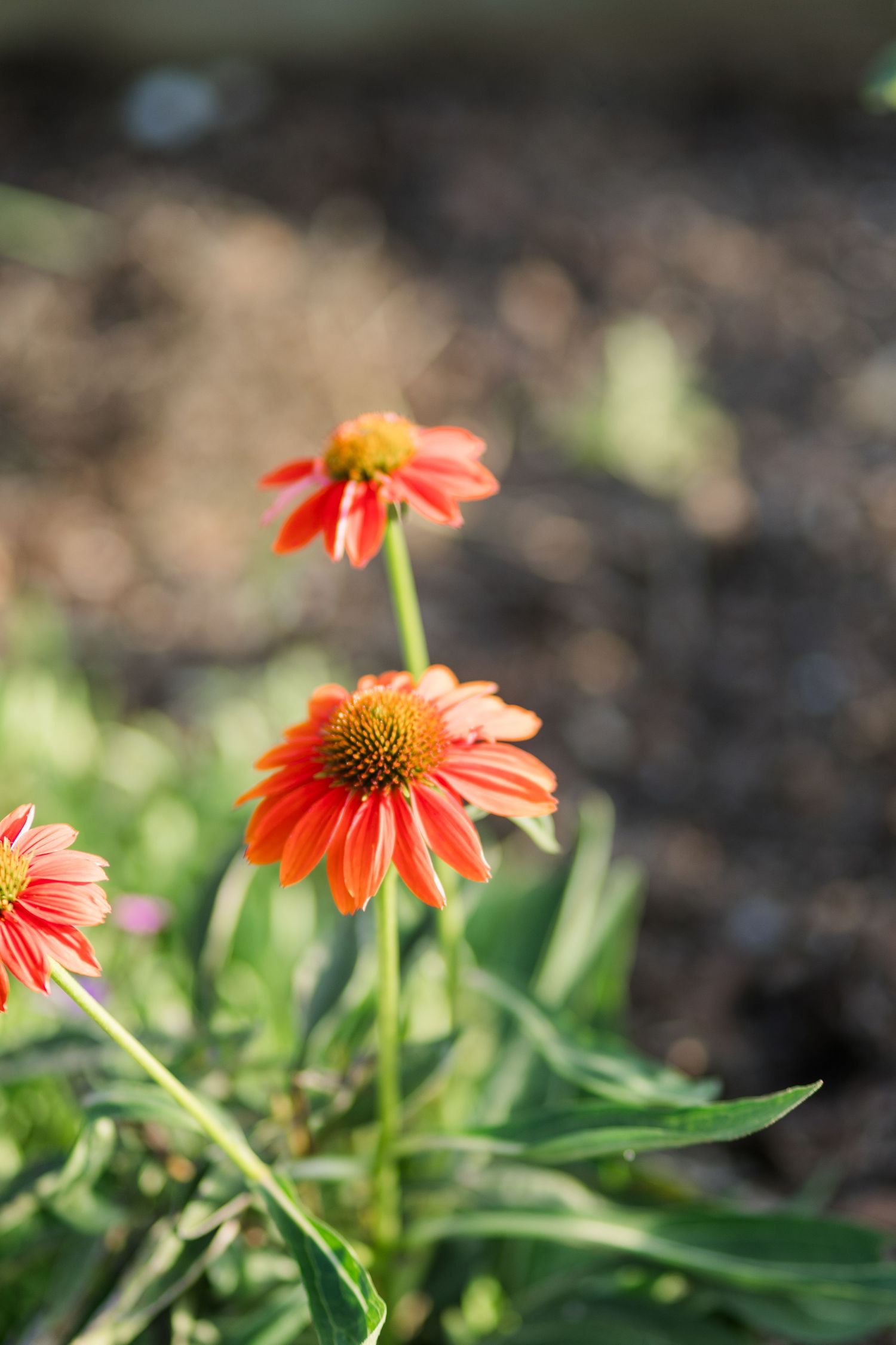 Vibrant orange coneflowers (Echinacea) blooming in a garden with a soft bokeh background.