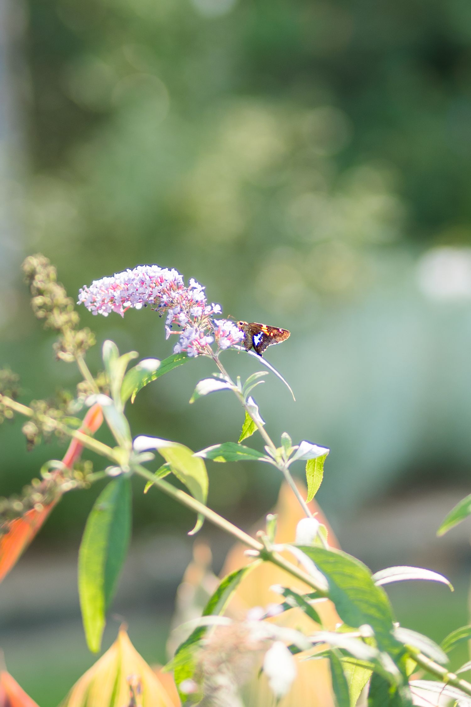 A butterfly perched on delicate pink buddleia flowers with soft green bokeh background in a garden setting.