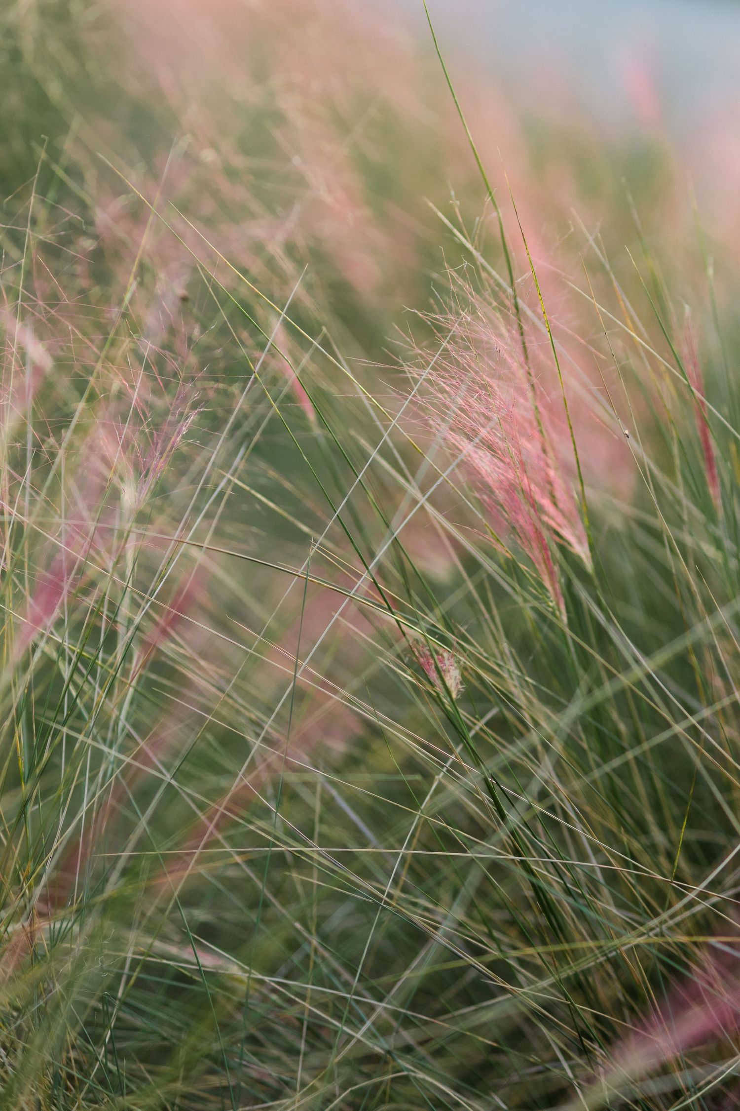 Close-up of delicate pink and green ornamental grass blowing softly in the breeze outdoors.