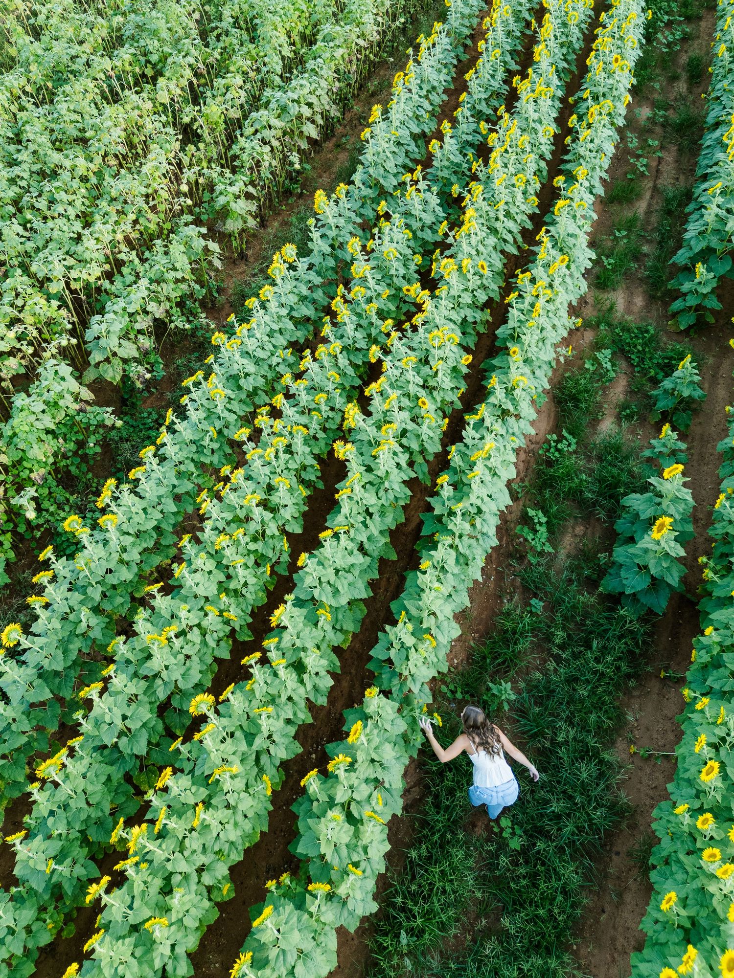 Aerial view of a woman walking through rows of blooming sunflowers in a lush green field.
