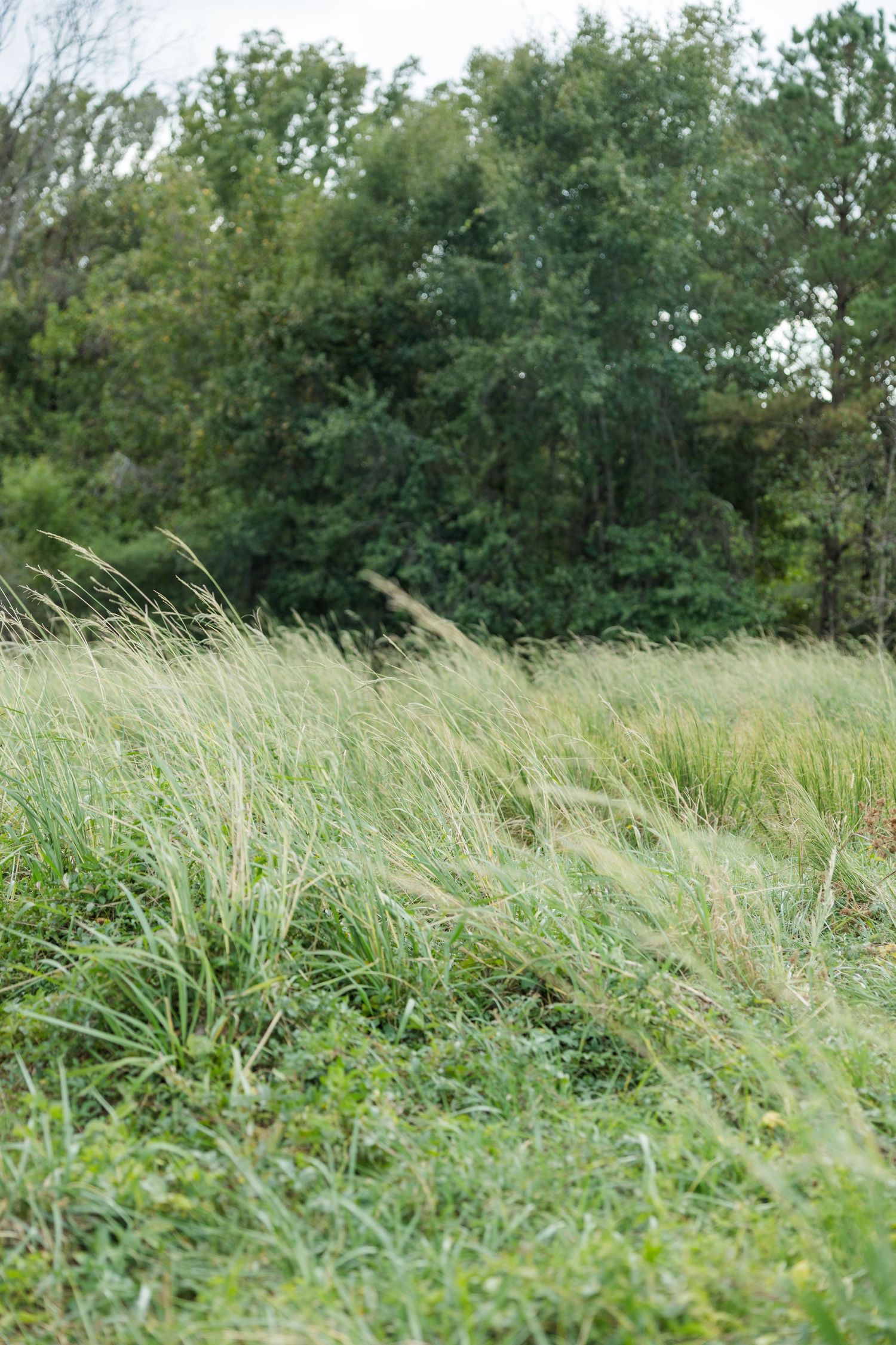 Tall wild grasses sway in a breeze in a green meadow with a dense line of leafy trees in the background under an overcast sky.