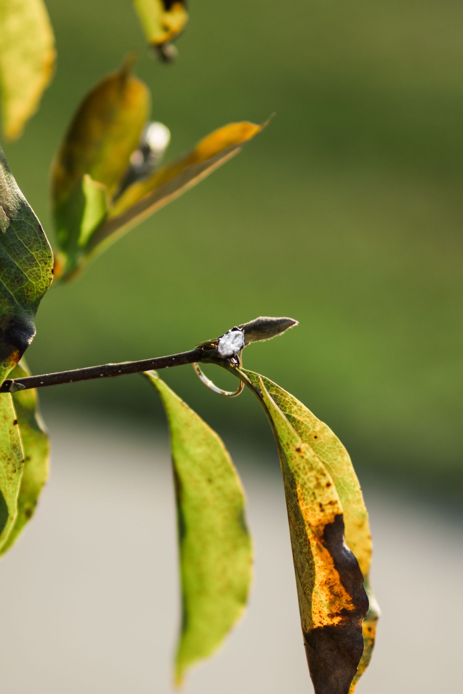 Diamond engagement ring delicately placed on an autumn branch with yellow and green leaves outdoors.