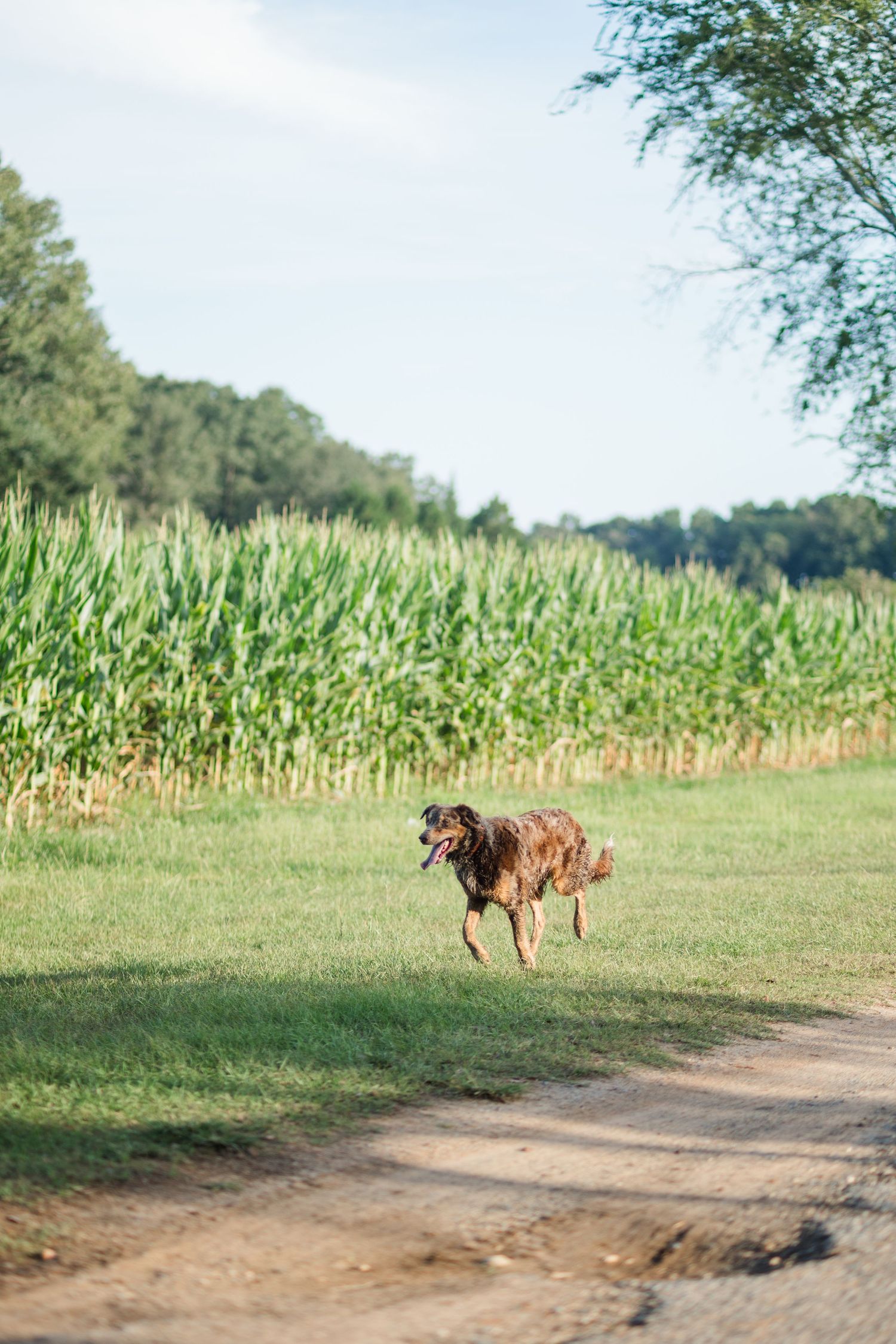A brown dog runs along a dirt path beside a lush green cornfield on a sunny day.