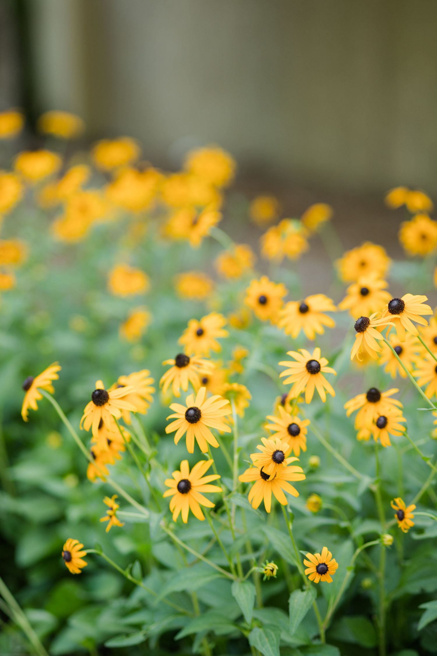 Field of bright yellow black-eyed Susan flowers blooming in lush garden.