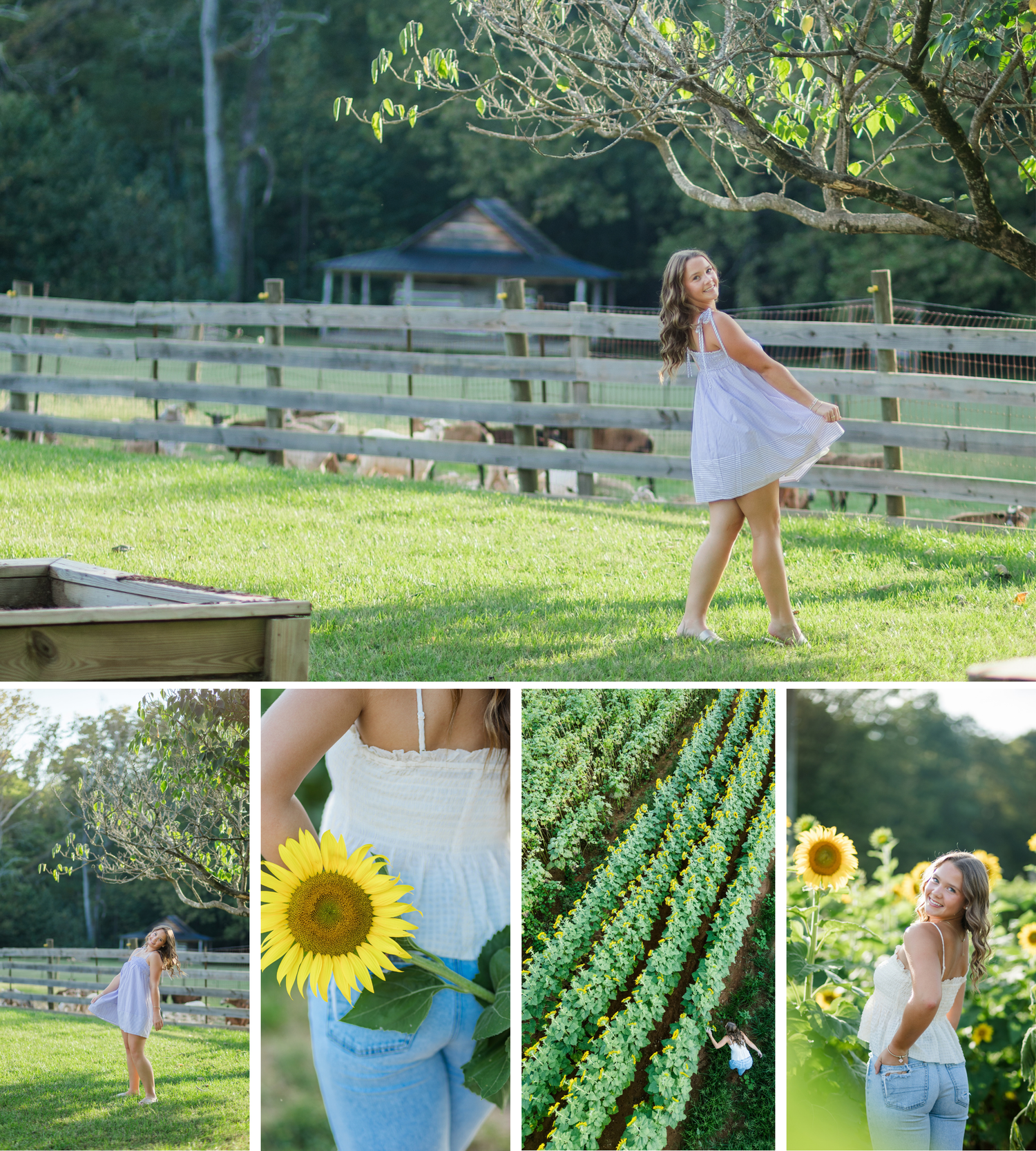 Young woman in white dress twirling in sunny green farm field with wooden fence and sunflowers nearby.