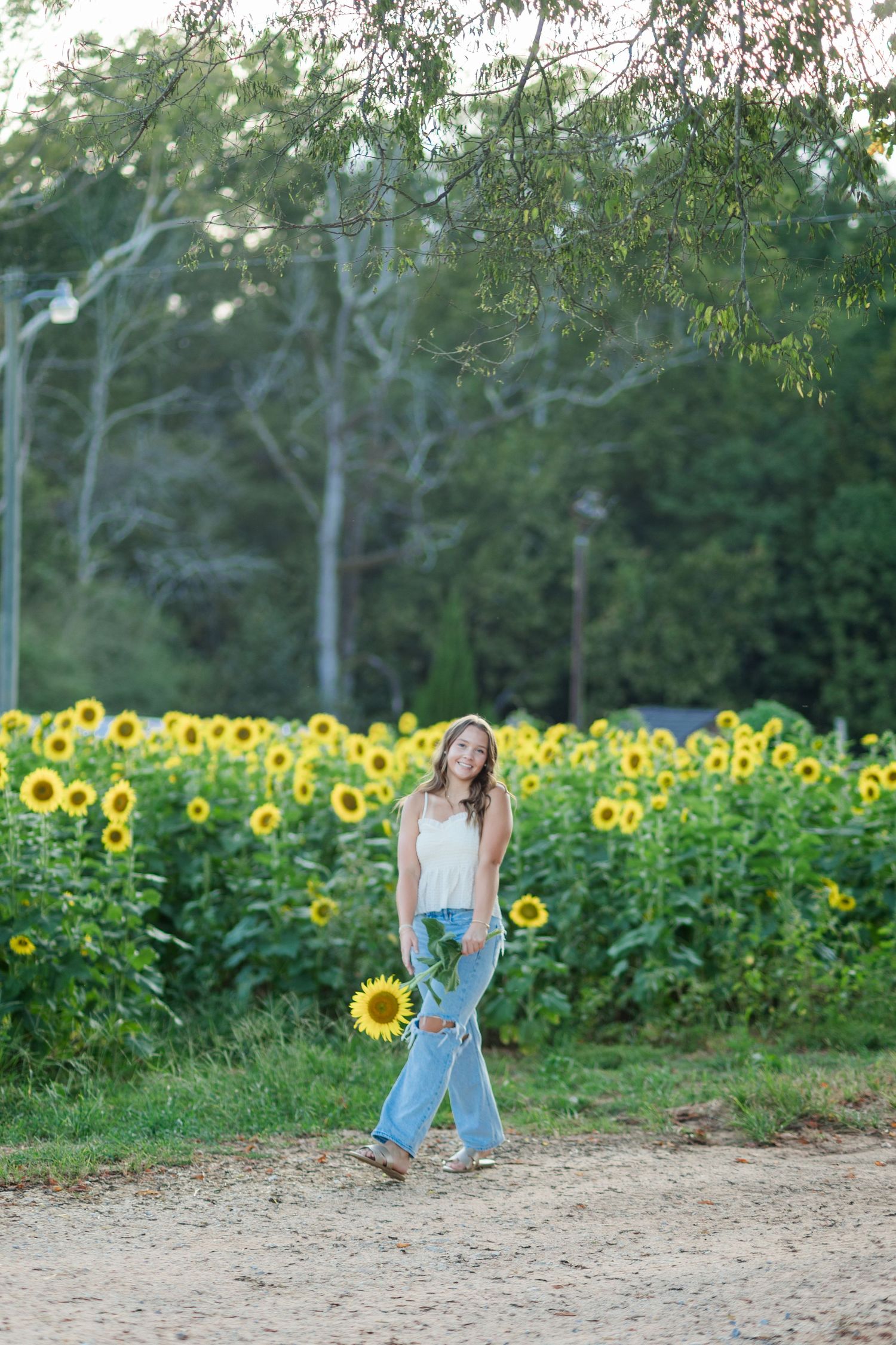 Young woman in white top and ripped jeans holding a sunflower while standing in front of a vibrant sunflower field.