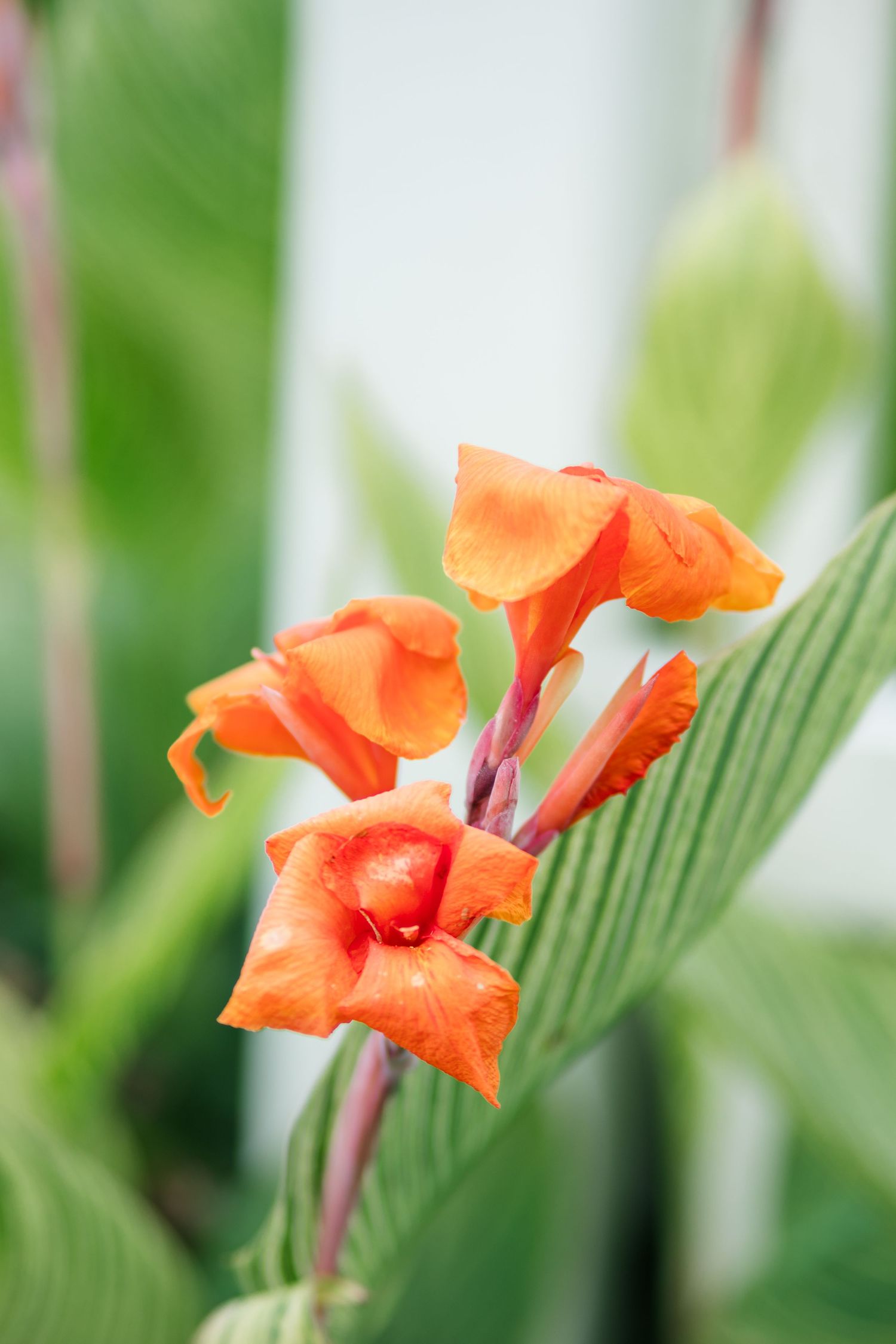 Vibrant orange canna lily flowers blooming on a green stem in a lush garden setting.