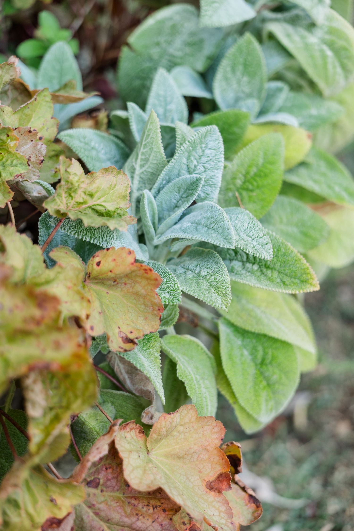 Close-up of lush green and autumn-toned leaves with textured surfaces in a garden setting.