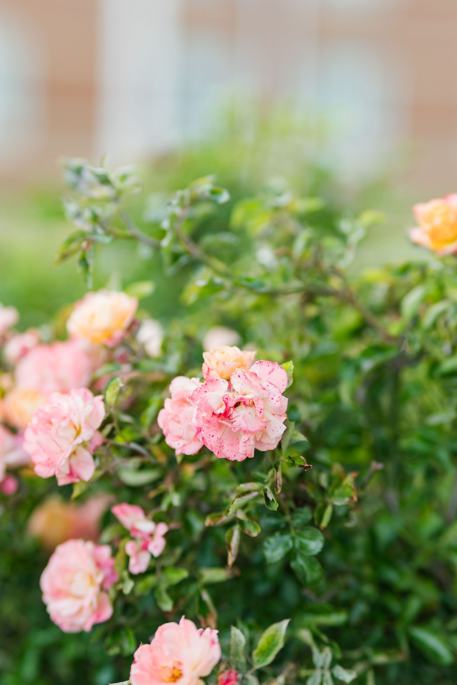 Pink roses blooming on a lush green bush in a garden setting with soft bokeh background.
